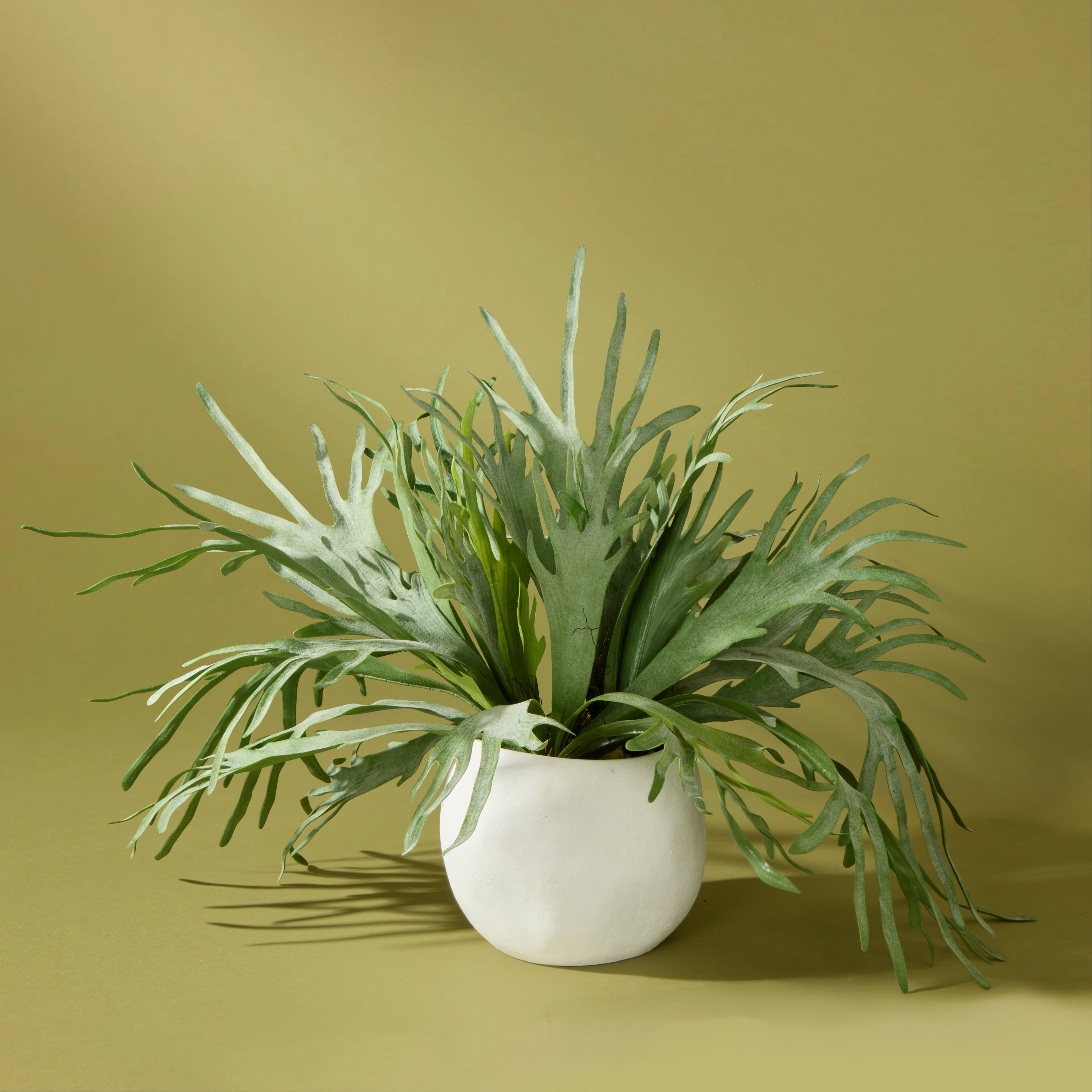 Faux Staghorn Fern - Lyon Planter | 76cm