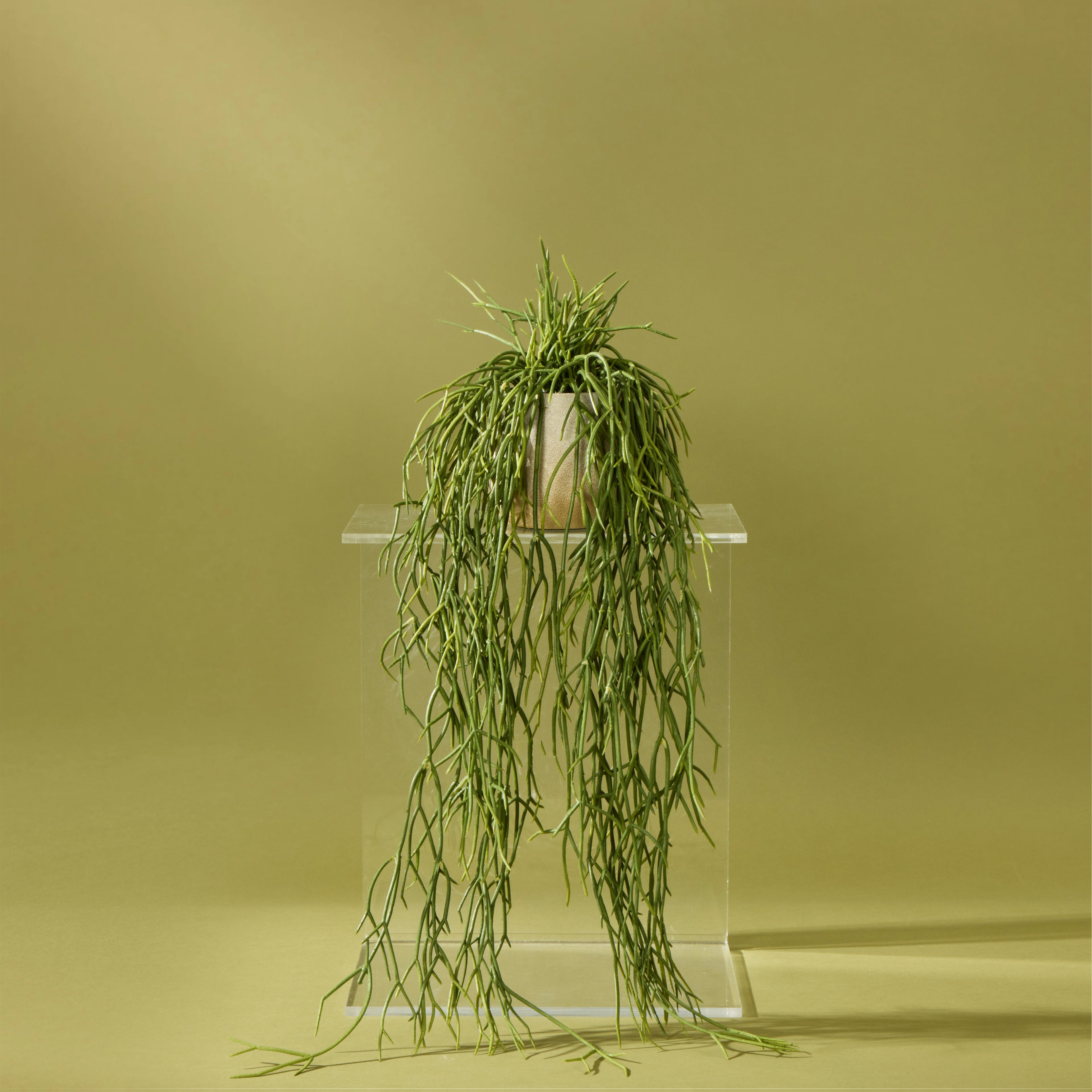 Faux Mistletoe Cactus Pot | 17cm