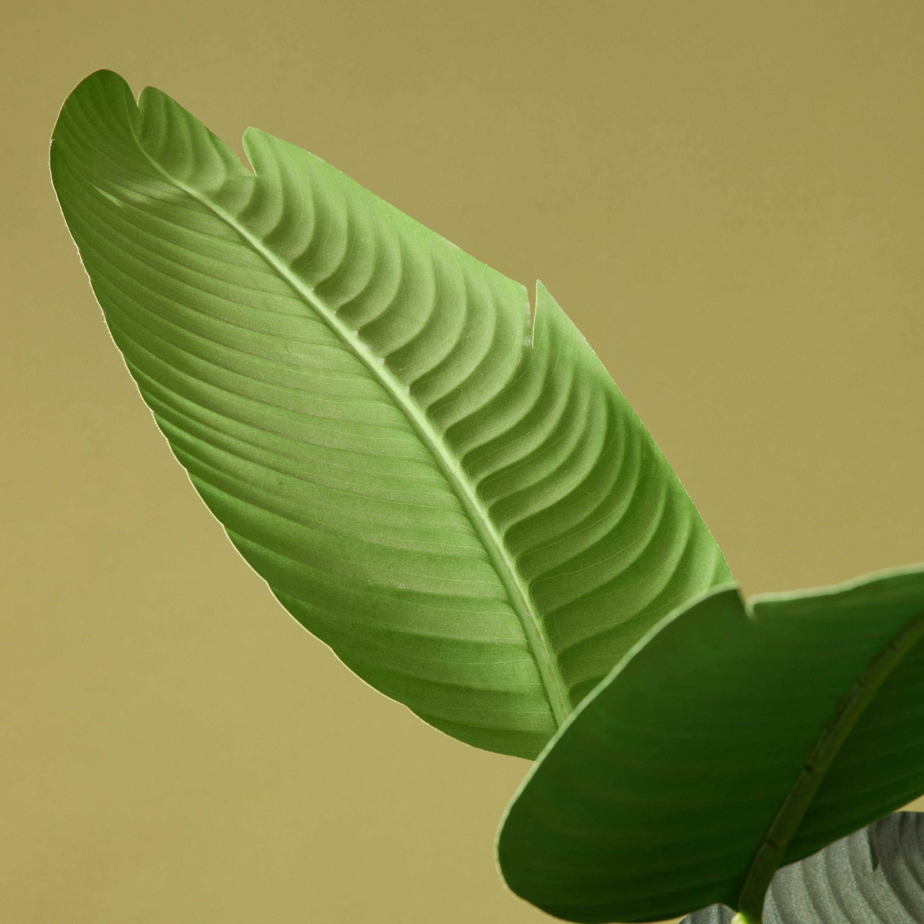 Faux Giant Bird Of Paradise - Cylinder Planter | 200cm