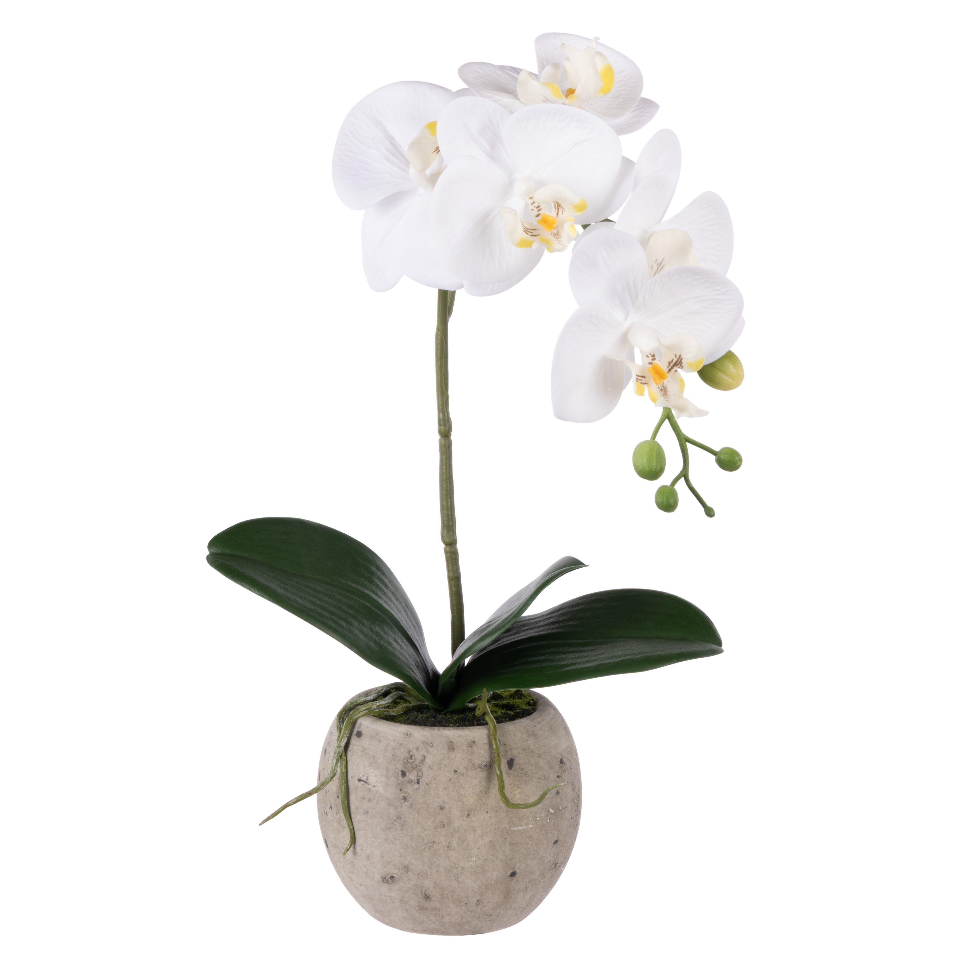 Faux Phalaenopsis Orchid - Cream Pot | 48cm