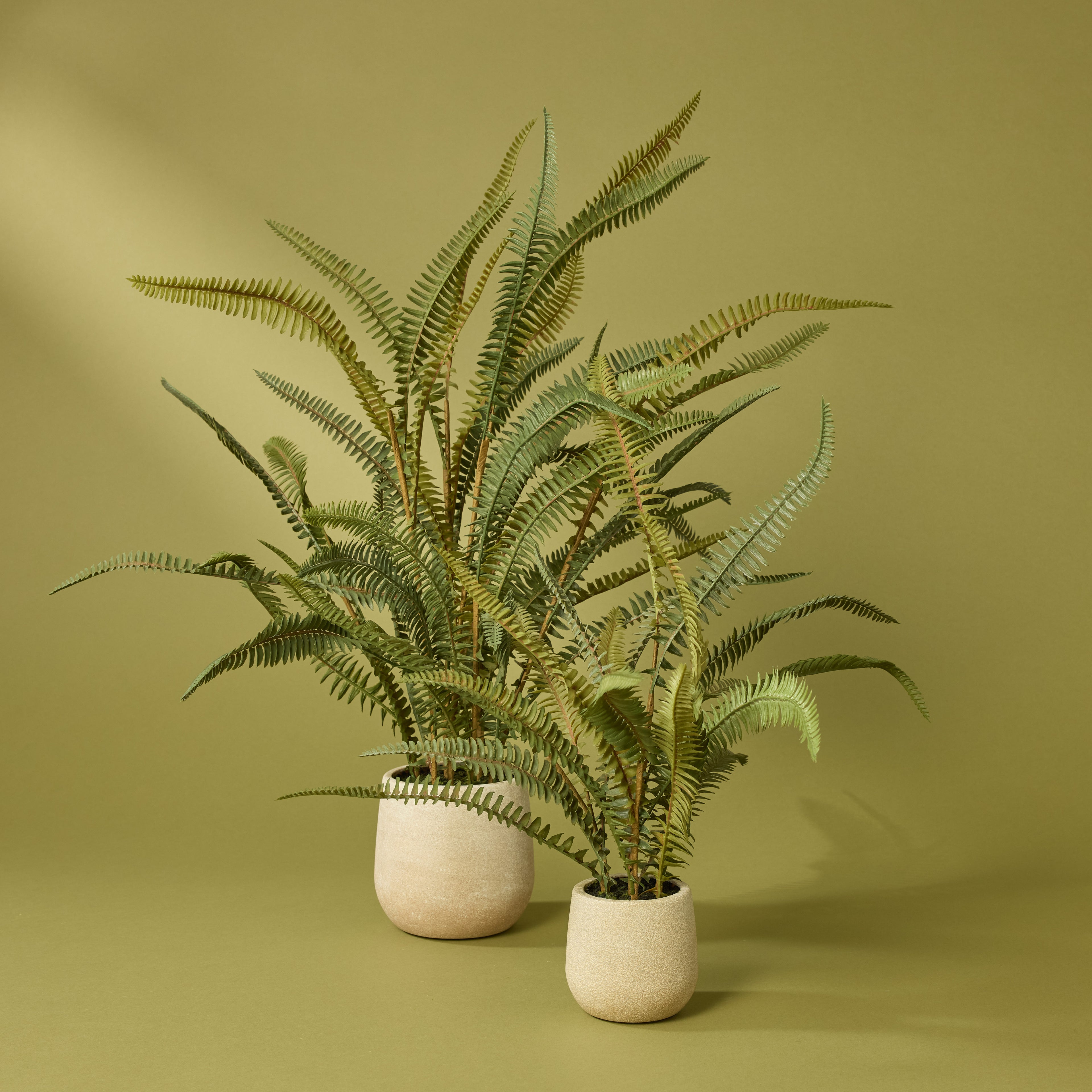 Faux Boston Fern - White Pot | 71cm