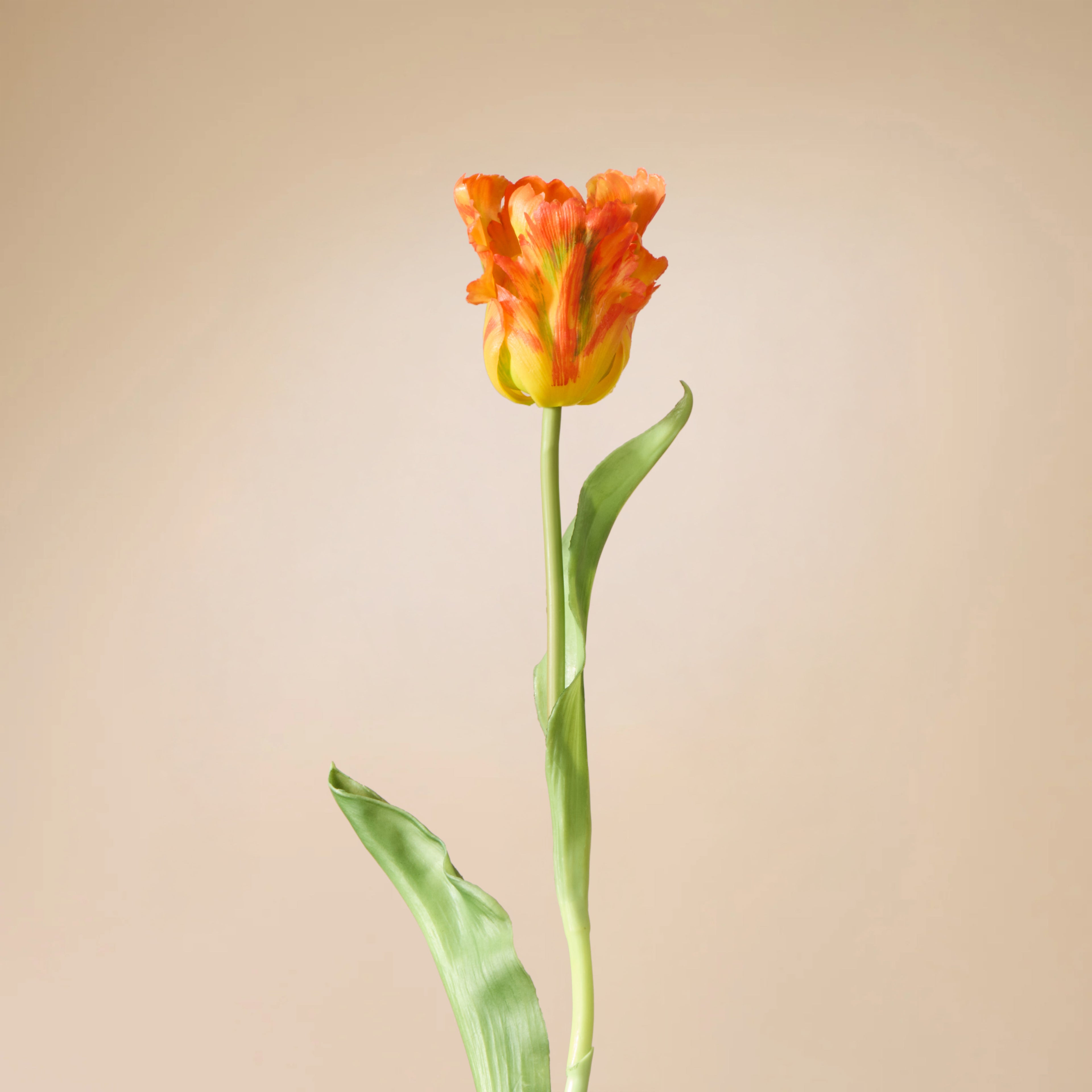 Faux Parrot Tulip Stem | Orange - 48cm