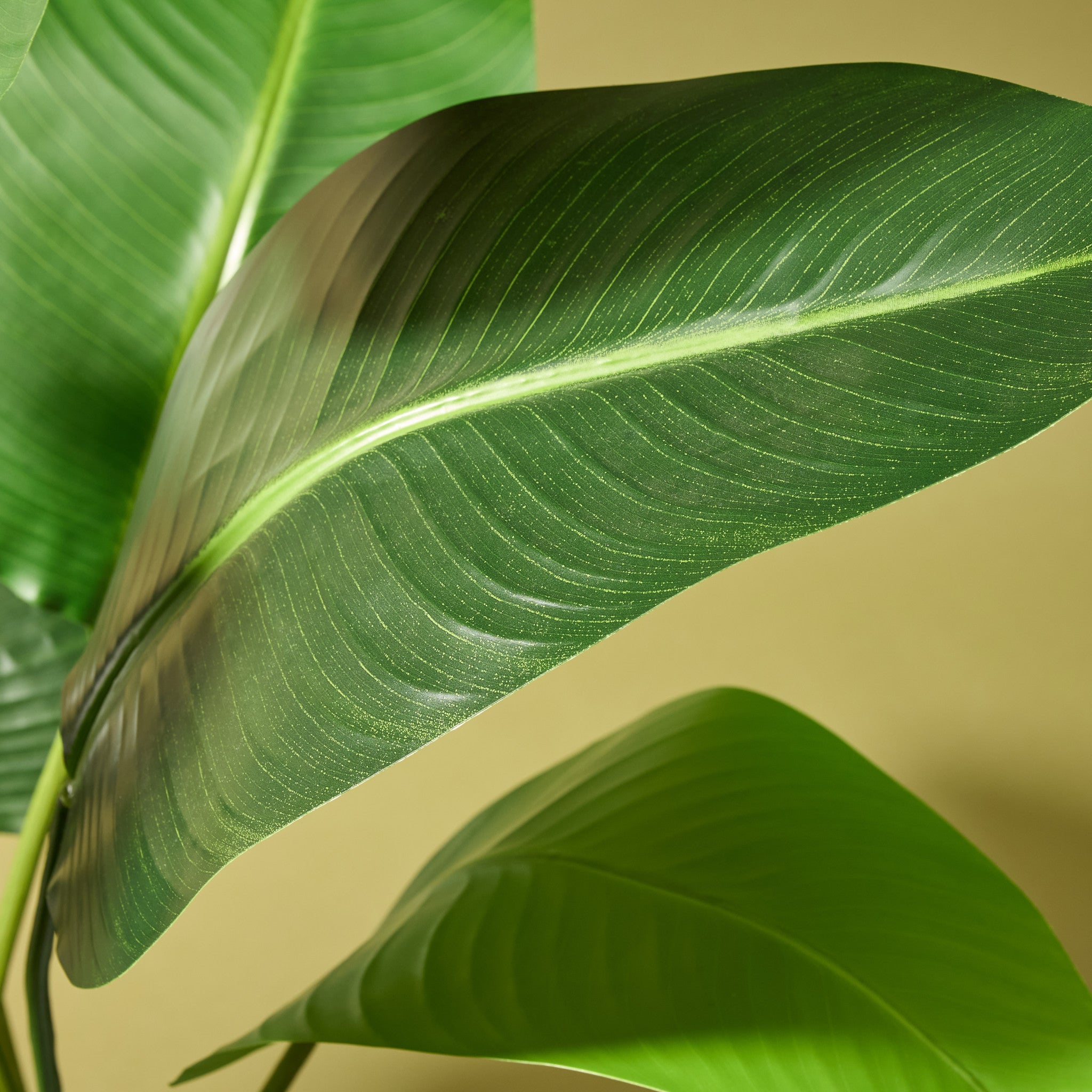 Faux Bird of Paradise - Ryker Planter | White - 150cm