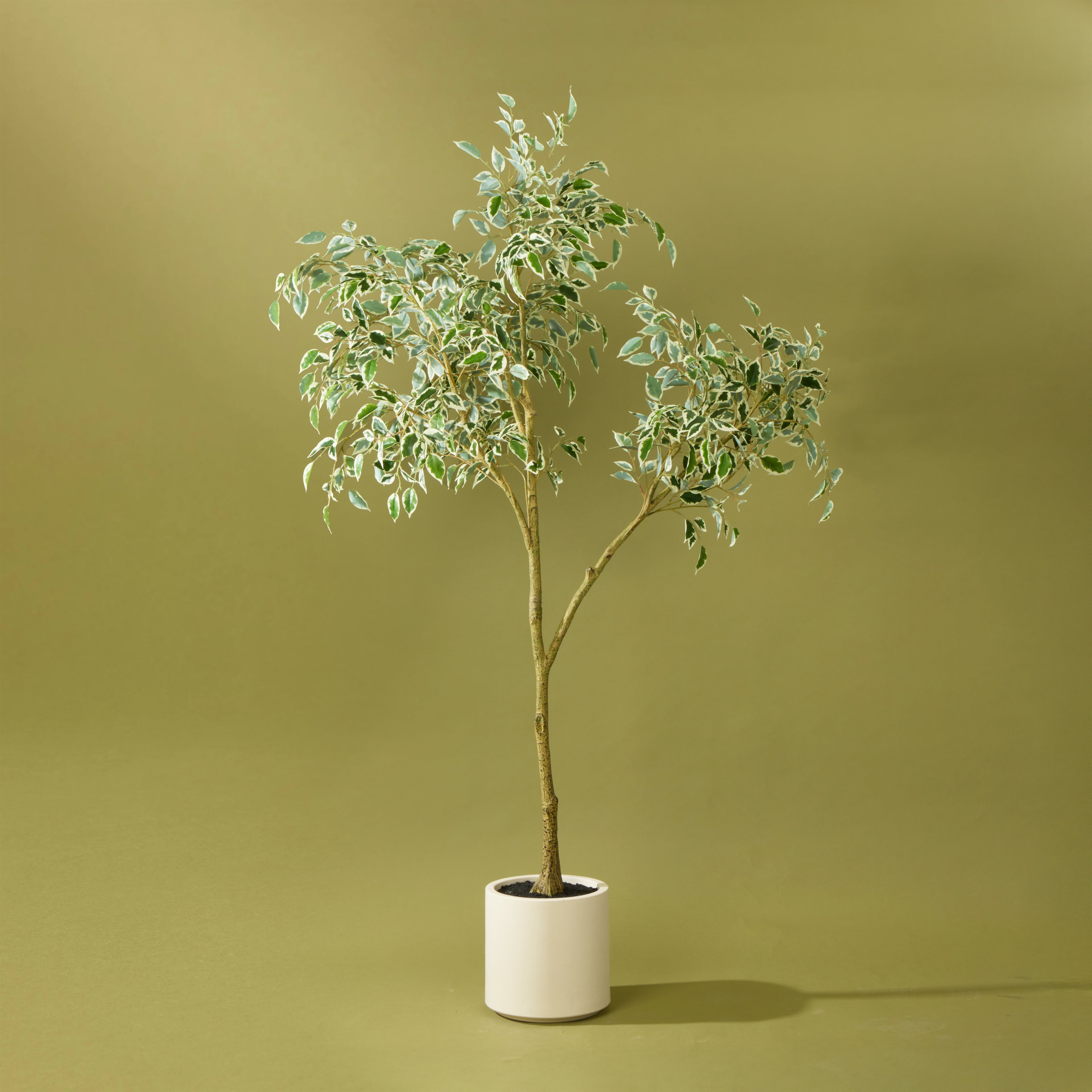 Faux Ficus Tree - White Pot | 180cm
