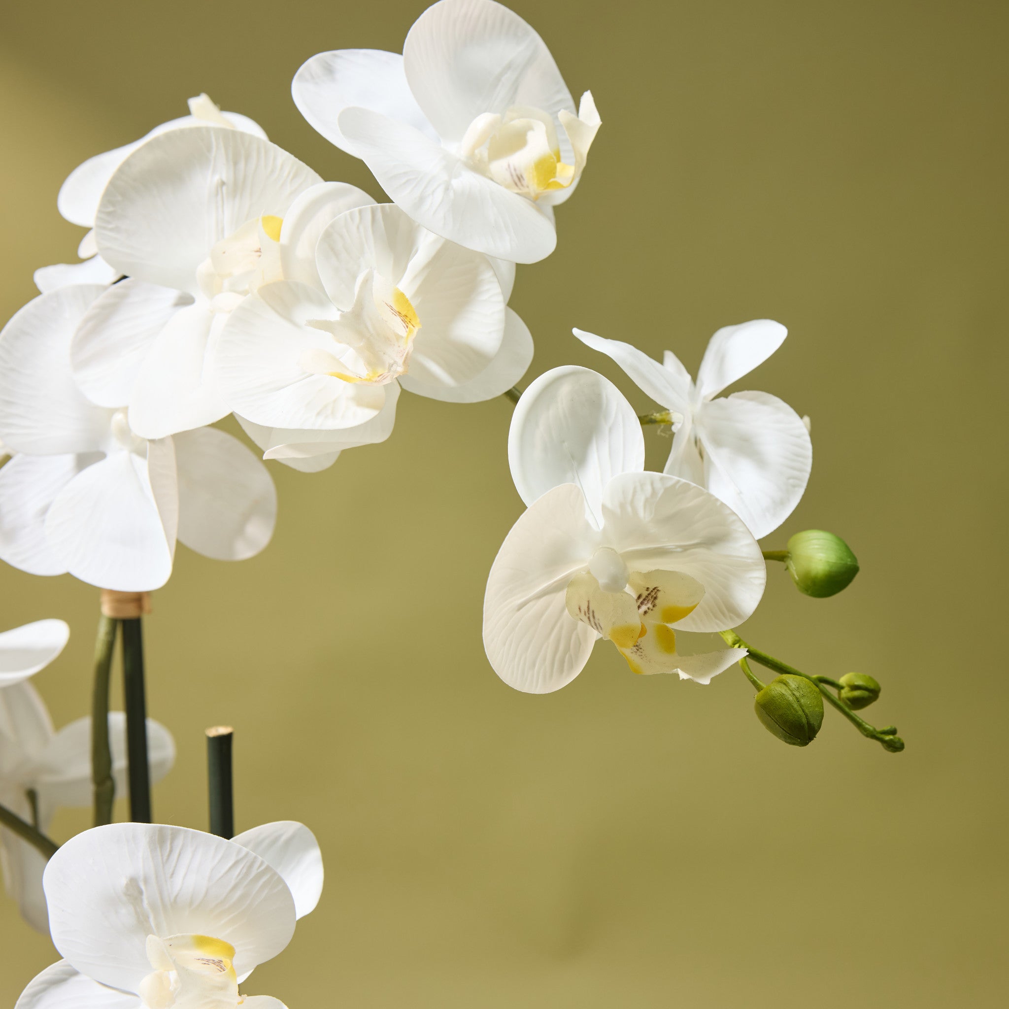 Faux Phalaenopsis Orchid - Ribbed Pot | White - 124cm