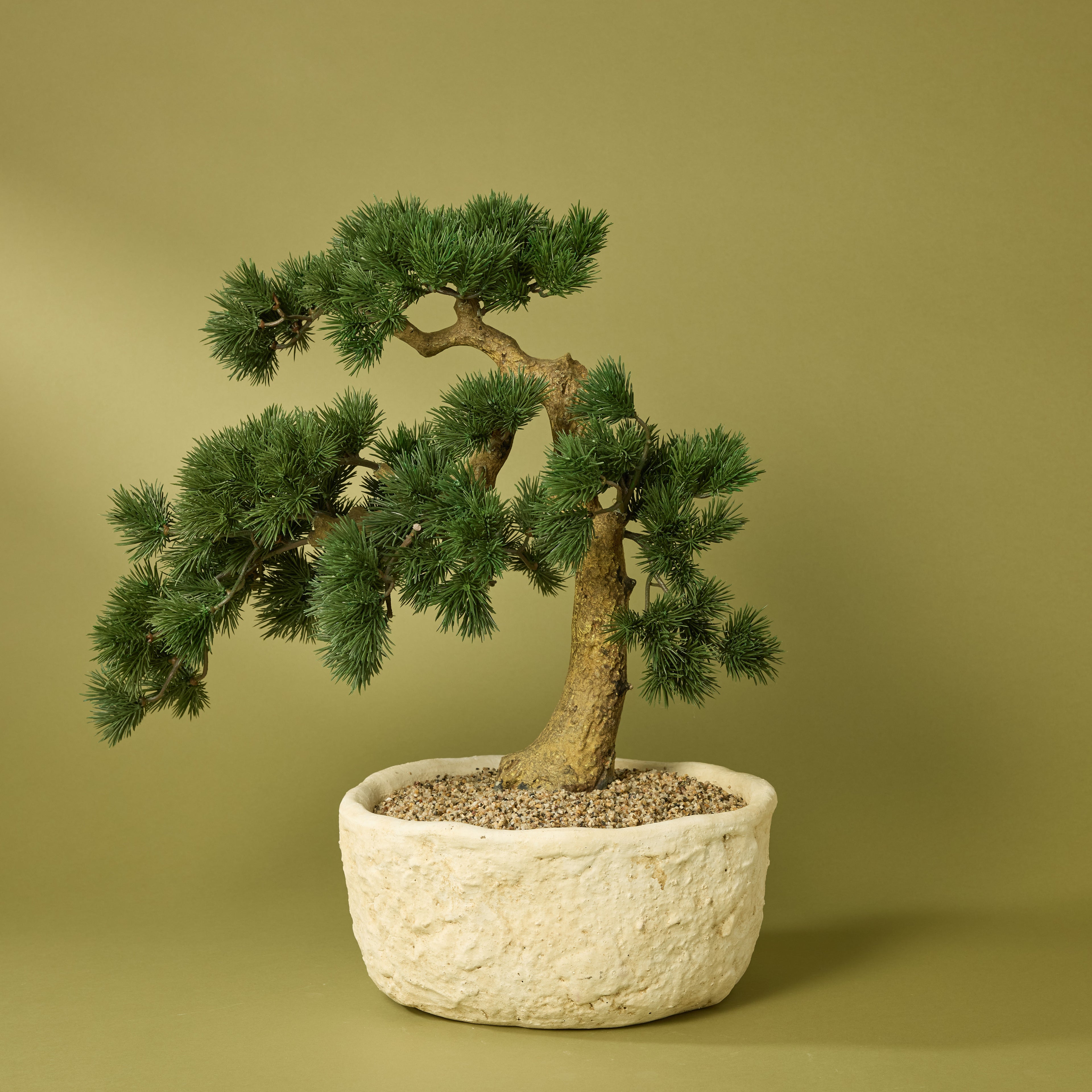 Faux Pine Bonsai - Textured Cement Pot | Cream - 57cm