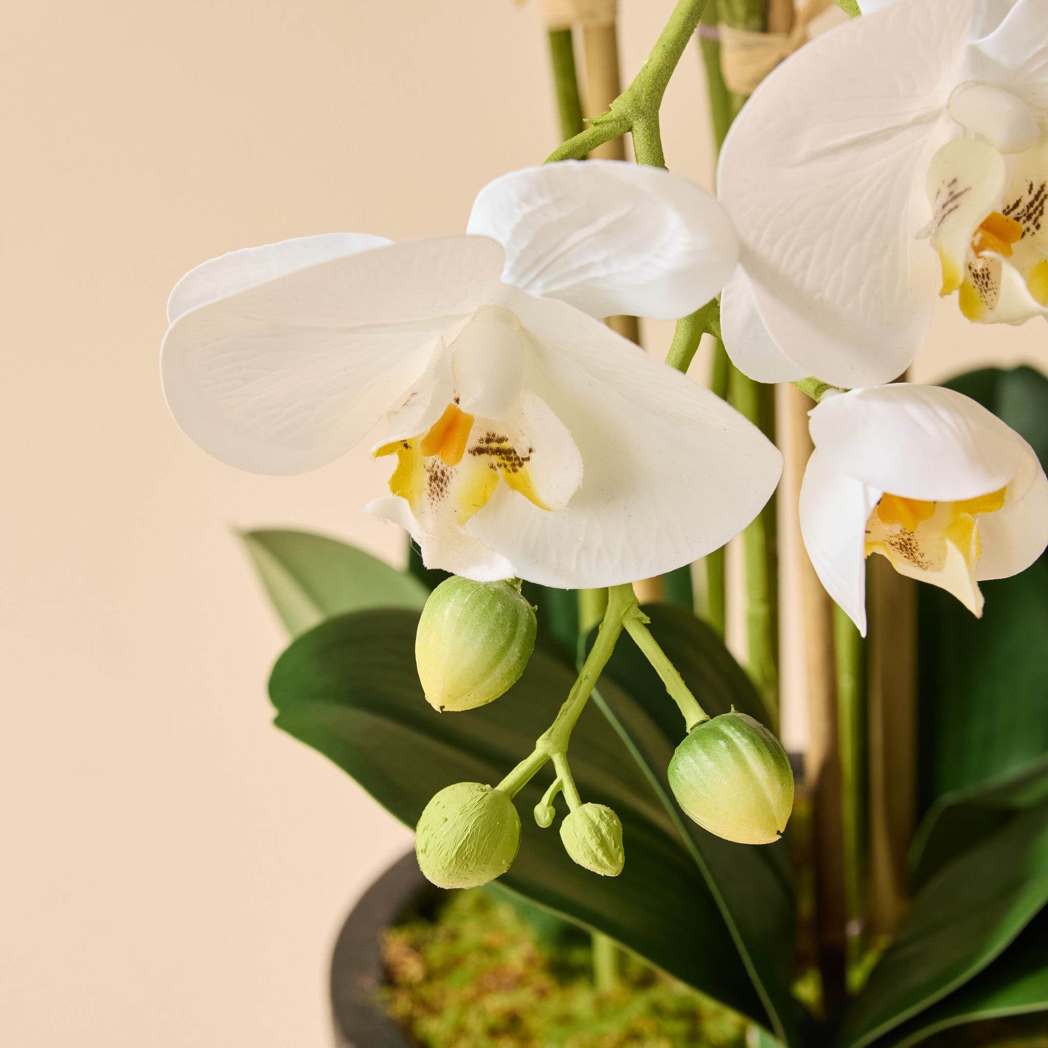 Faux Phalaenopsis Orchid - Black Pot | White - 50cm