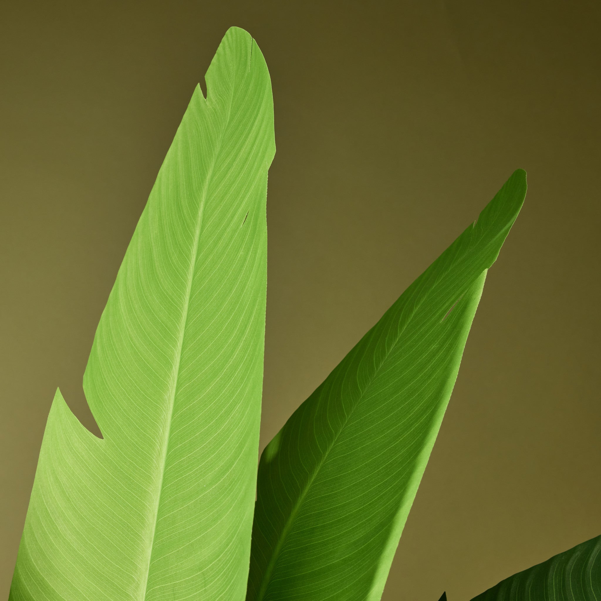 Faux Travellers Palm | 160cm