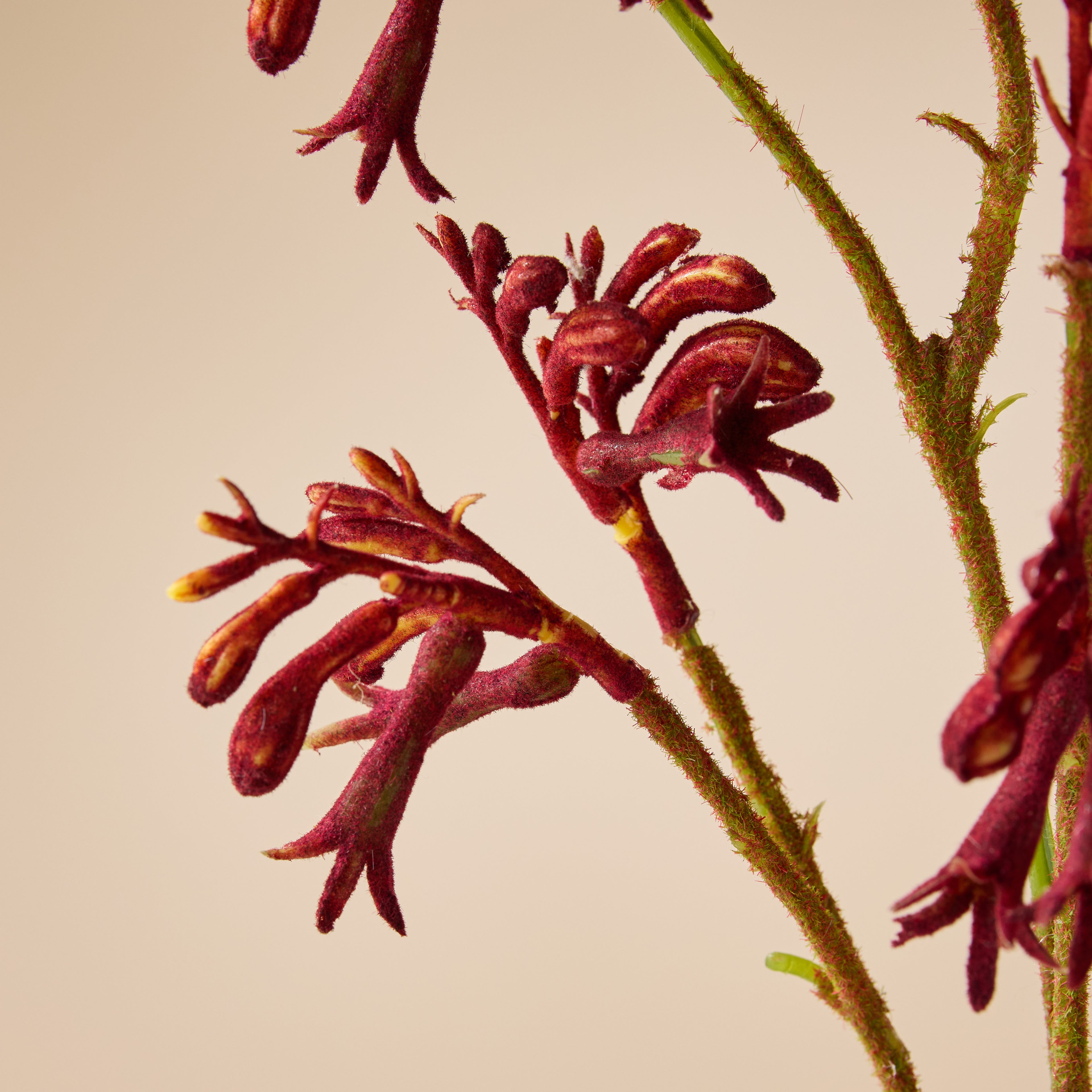 Faux Kangaroo Paw Spray | Red - 62cm