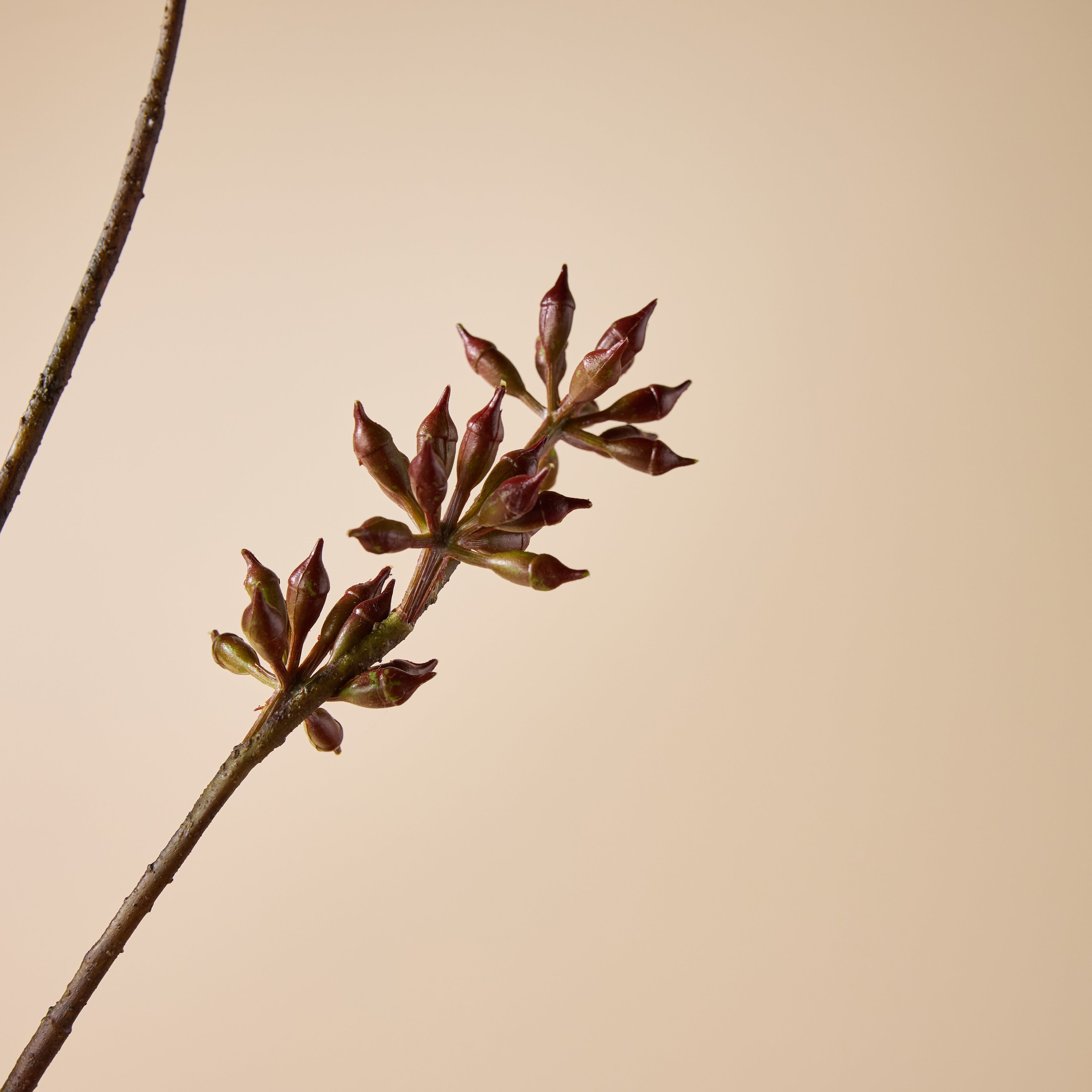 Faux Eucalyptus Seeding Spray | Burgundy - 84cm