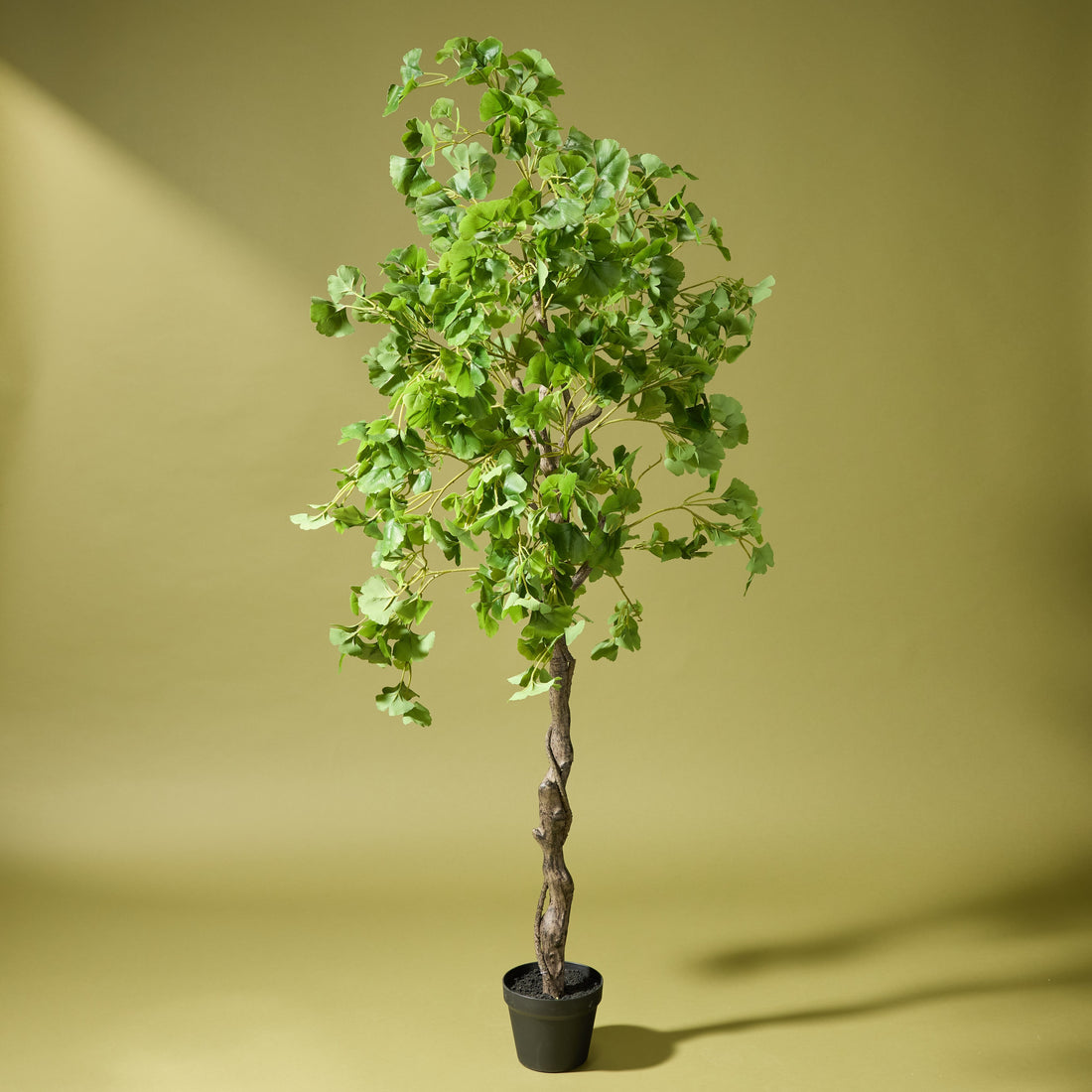 Faux Ginkgo Tree - Garden Pot | 173cm