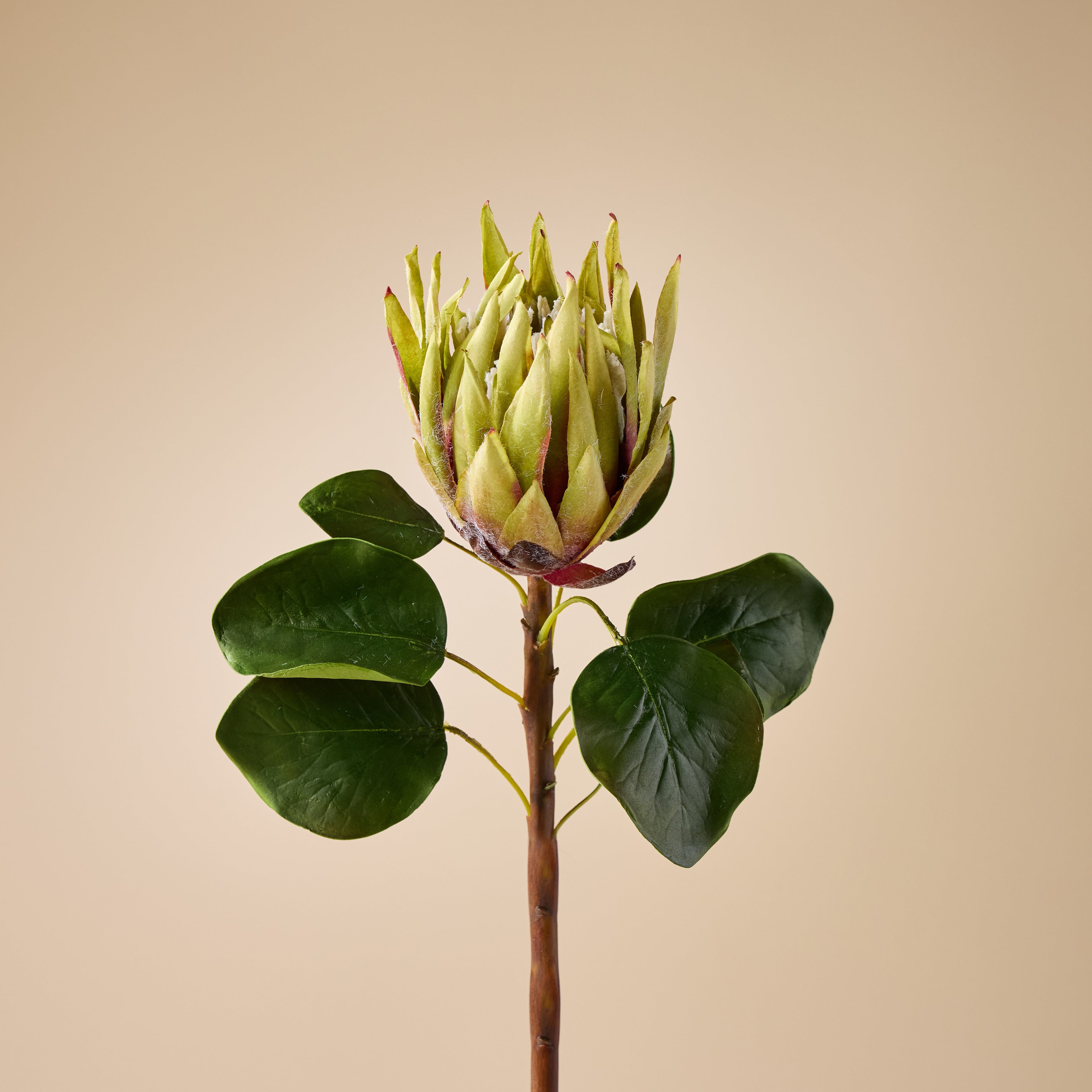 Faux King Protea Stem | Green - 60cm