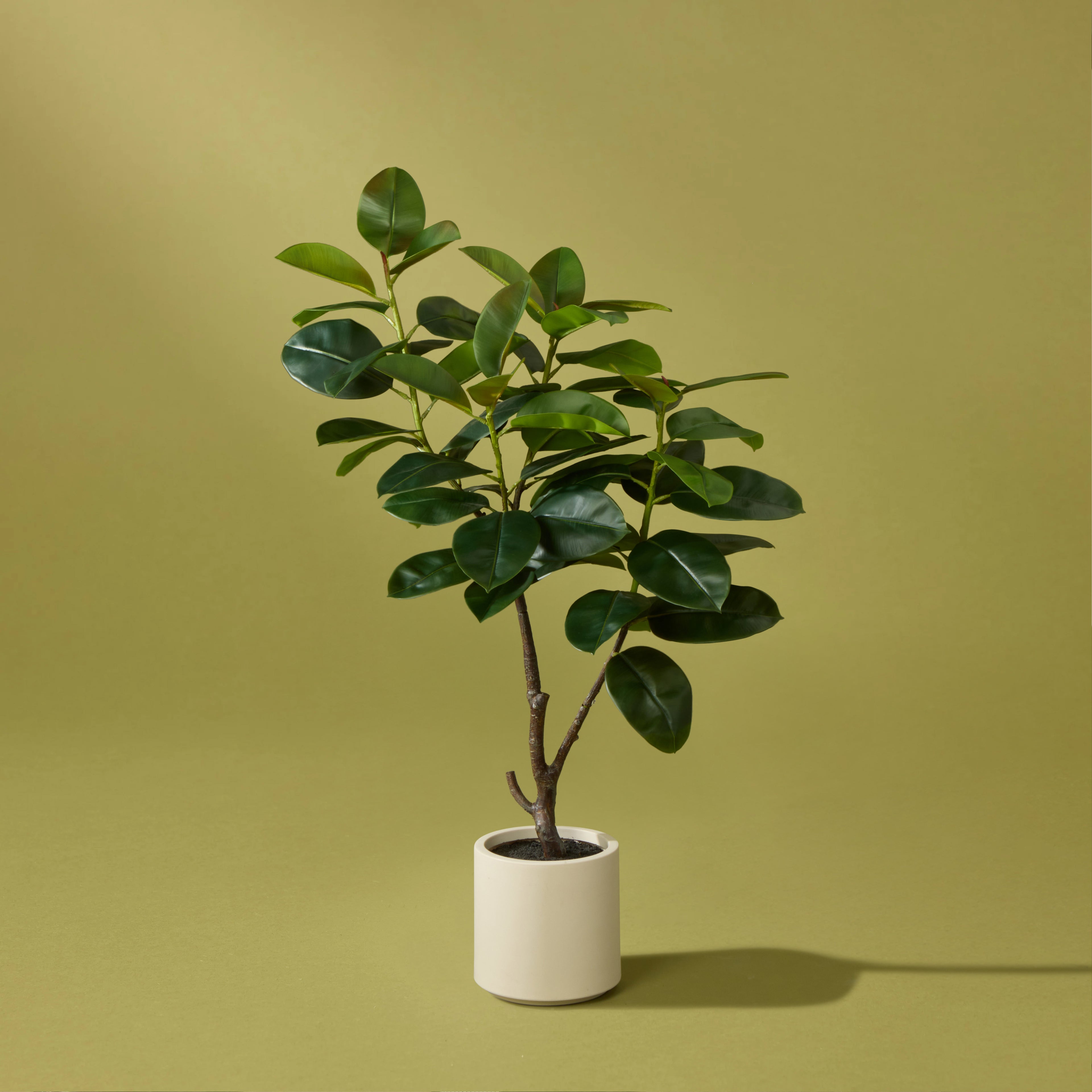 Faux Rubber Tree - White Pot | 150cm