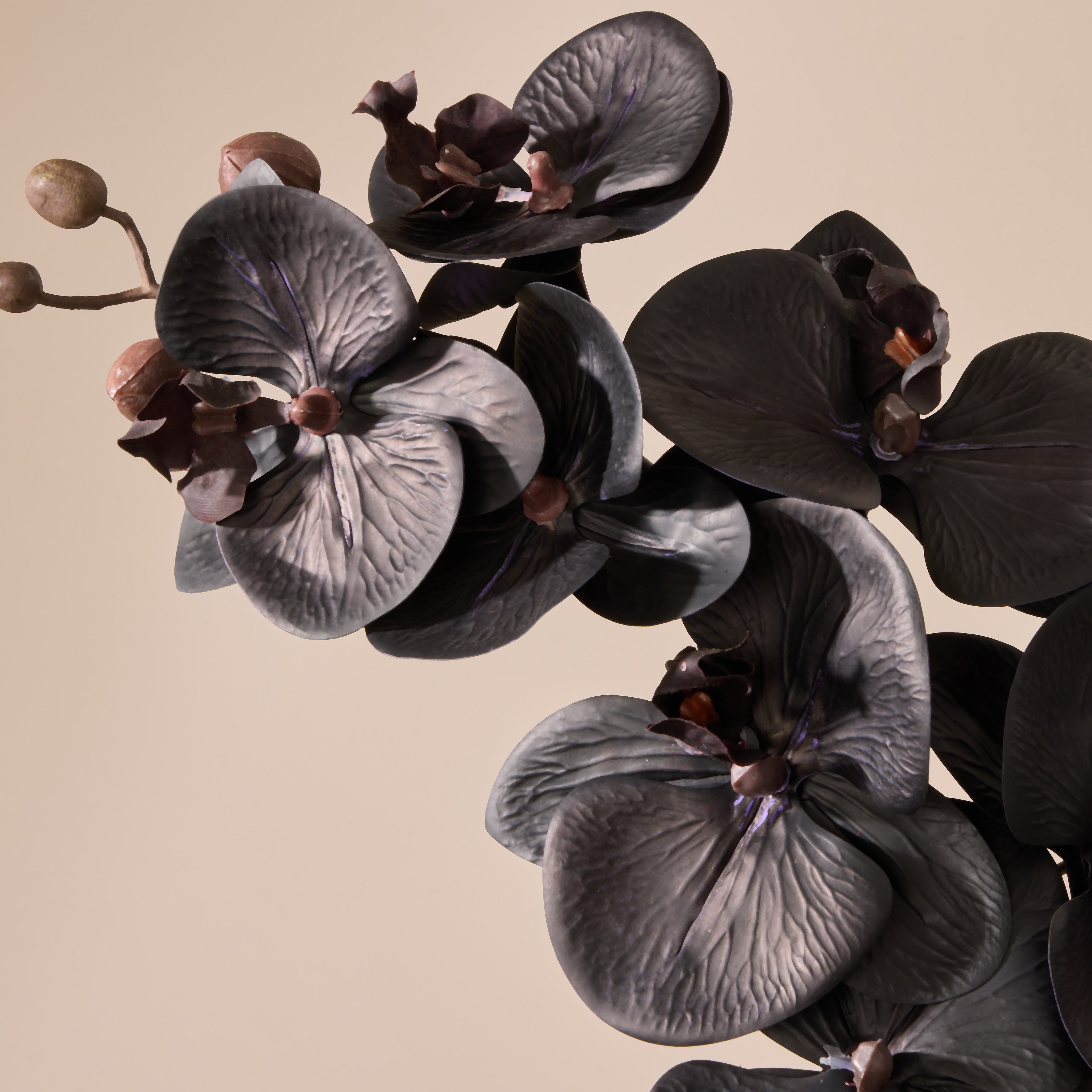 Faux Phalaenopsis Orchid Stem | Black - 72cm