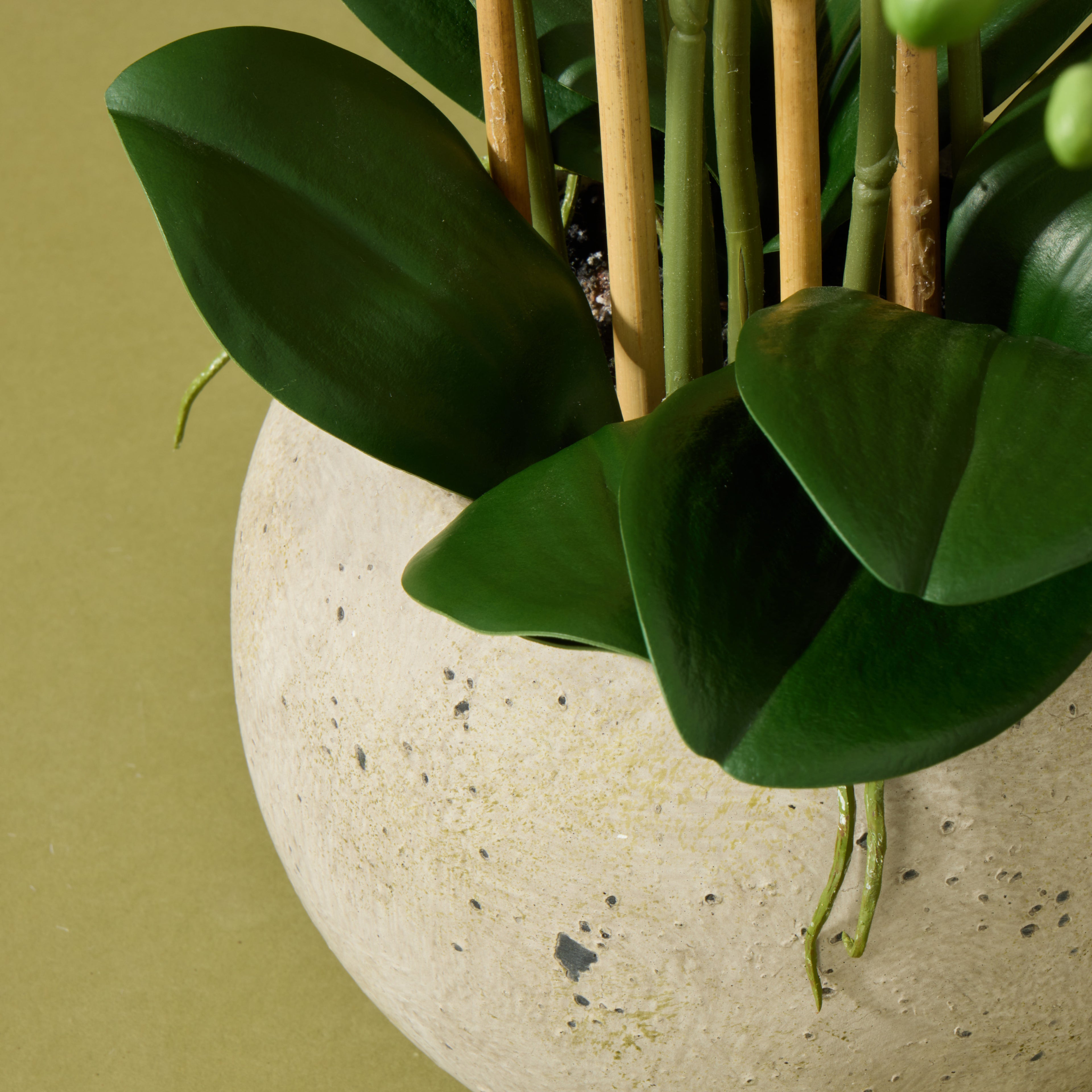 Faux Phalaenopsis Orchid - Cream Pot | 61cm