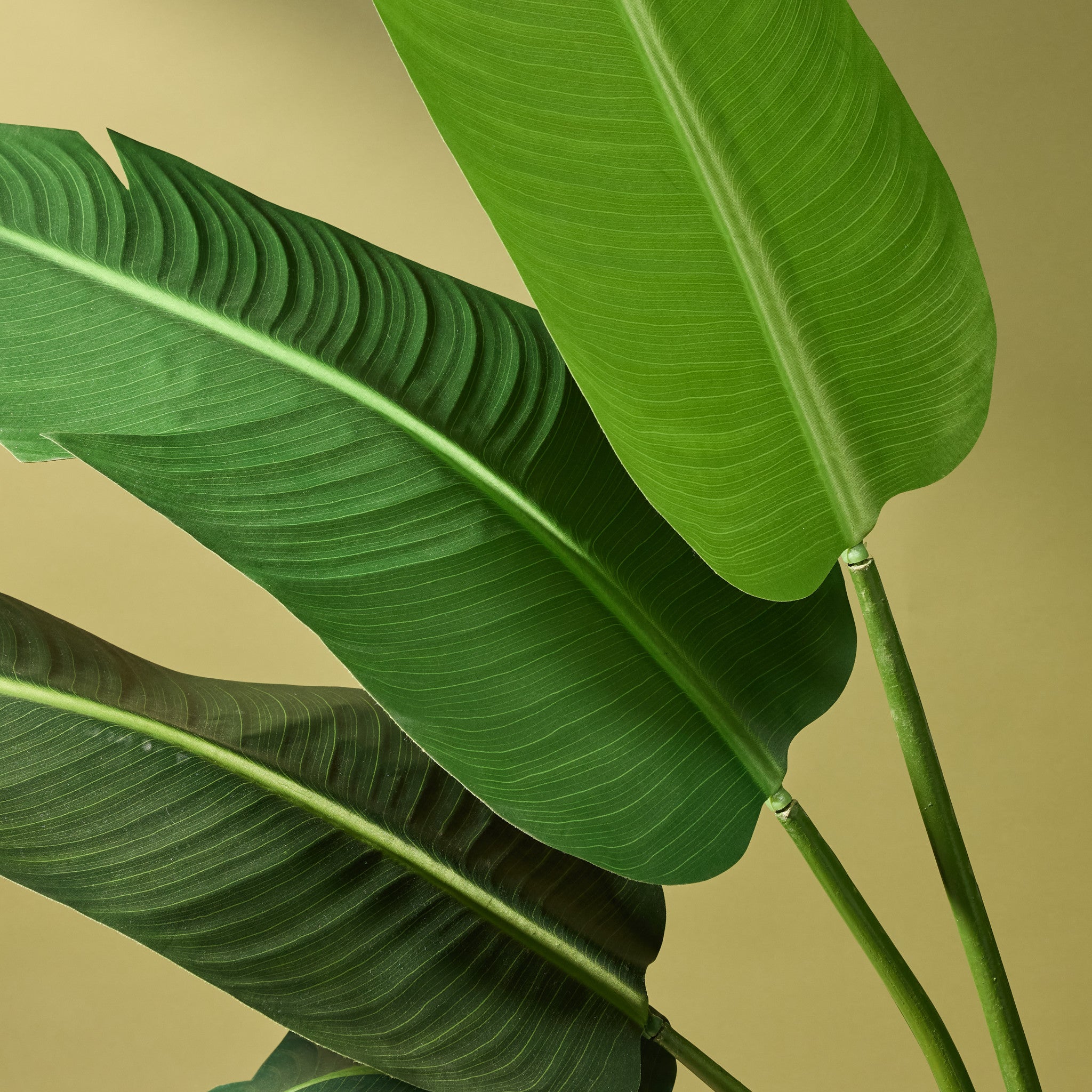 Faux Travellers Palm | 160cm