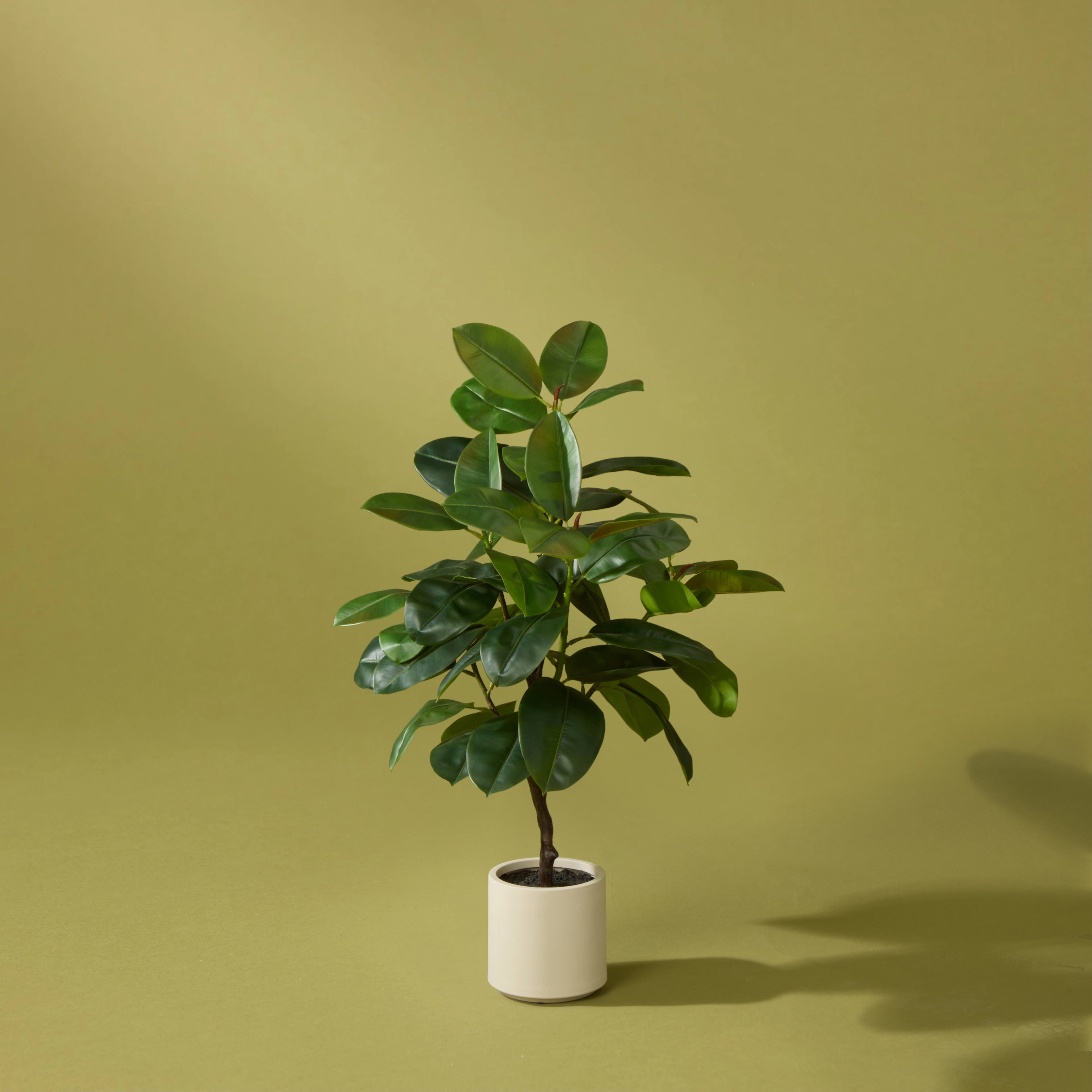 Faux Rubber Tree - White Pot | 115cm