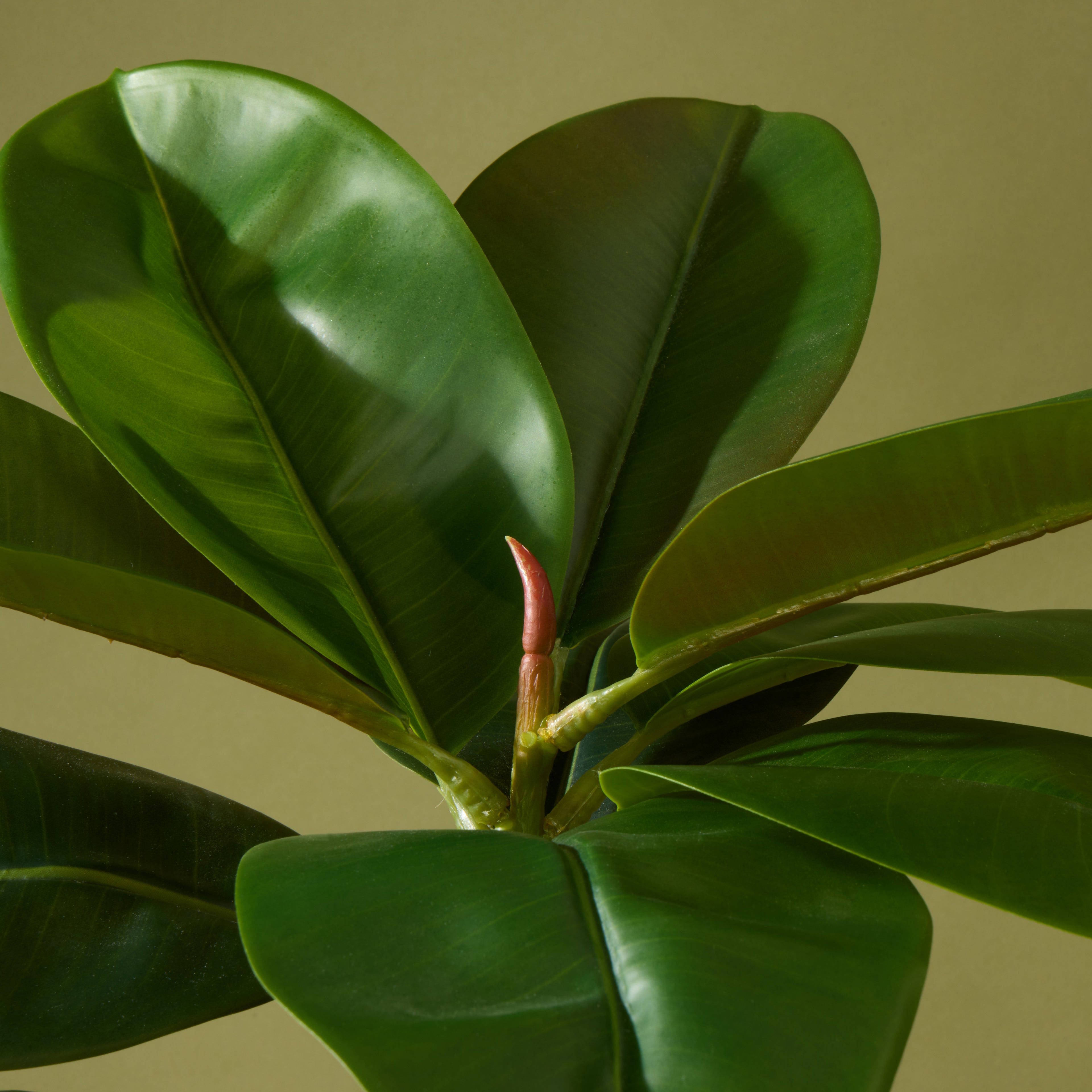 Faux Rubber Tree - White Pot | 166cm