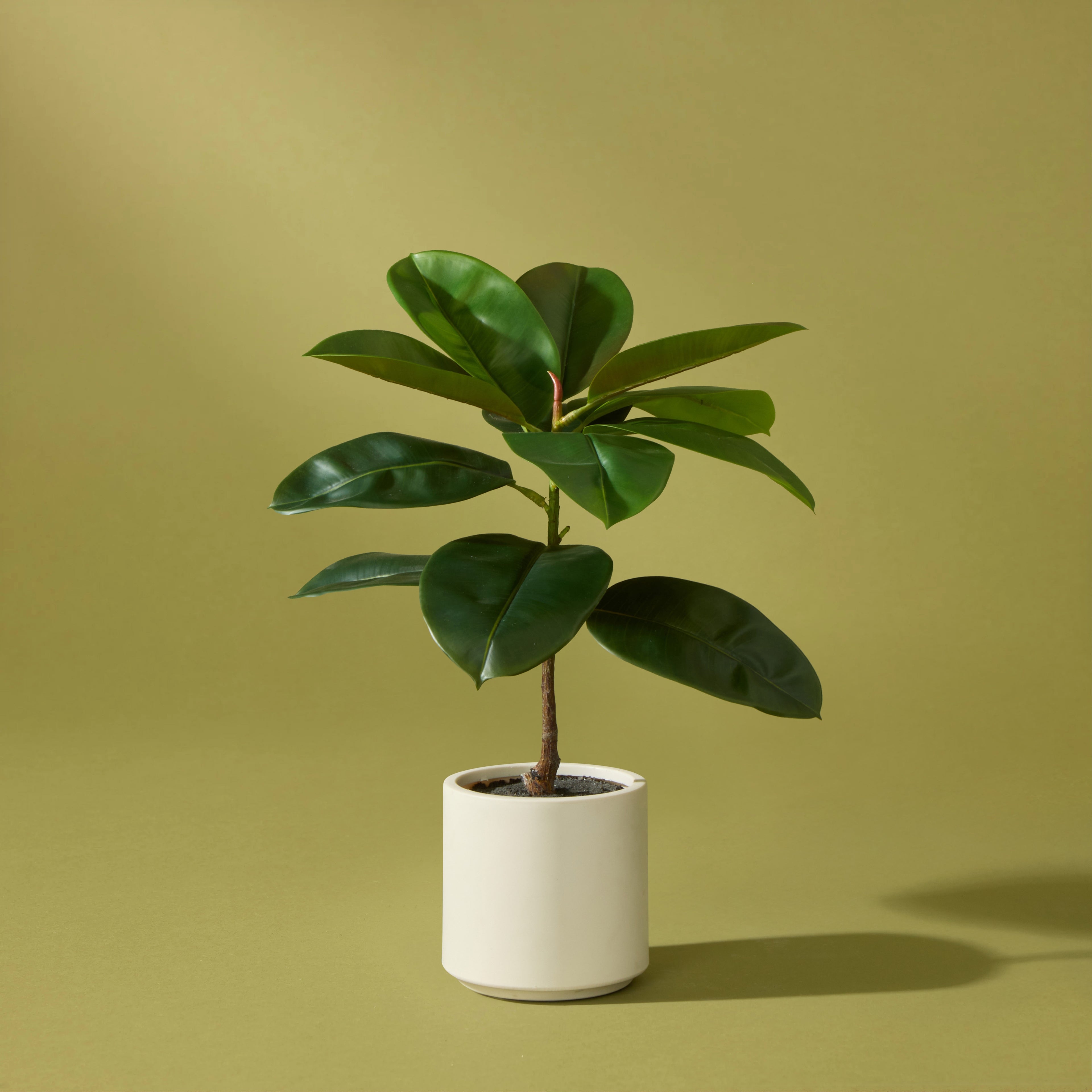 Faux Rubber Tree - White Pot | 166cm