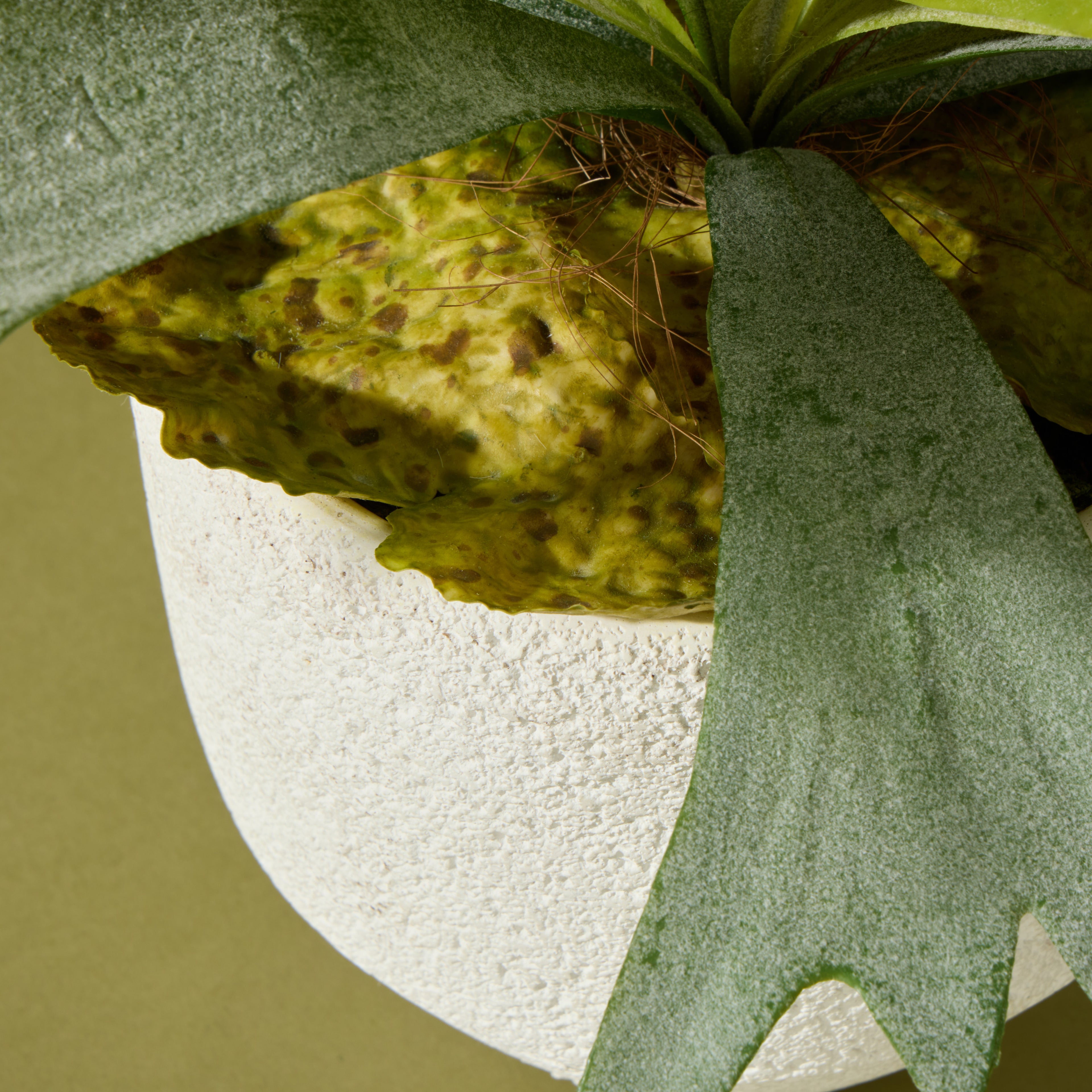 Faux Staghorn - Delos Planter | Green - 34cm