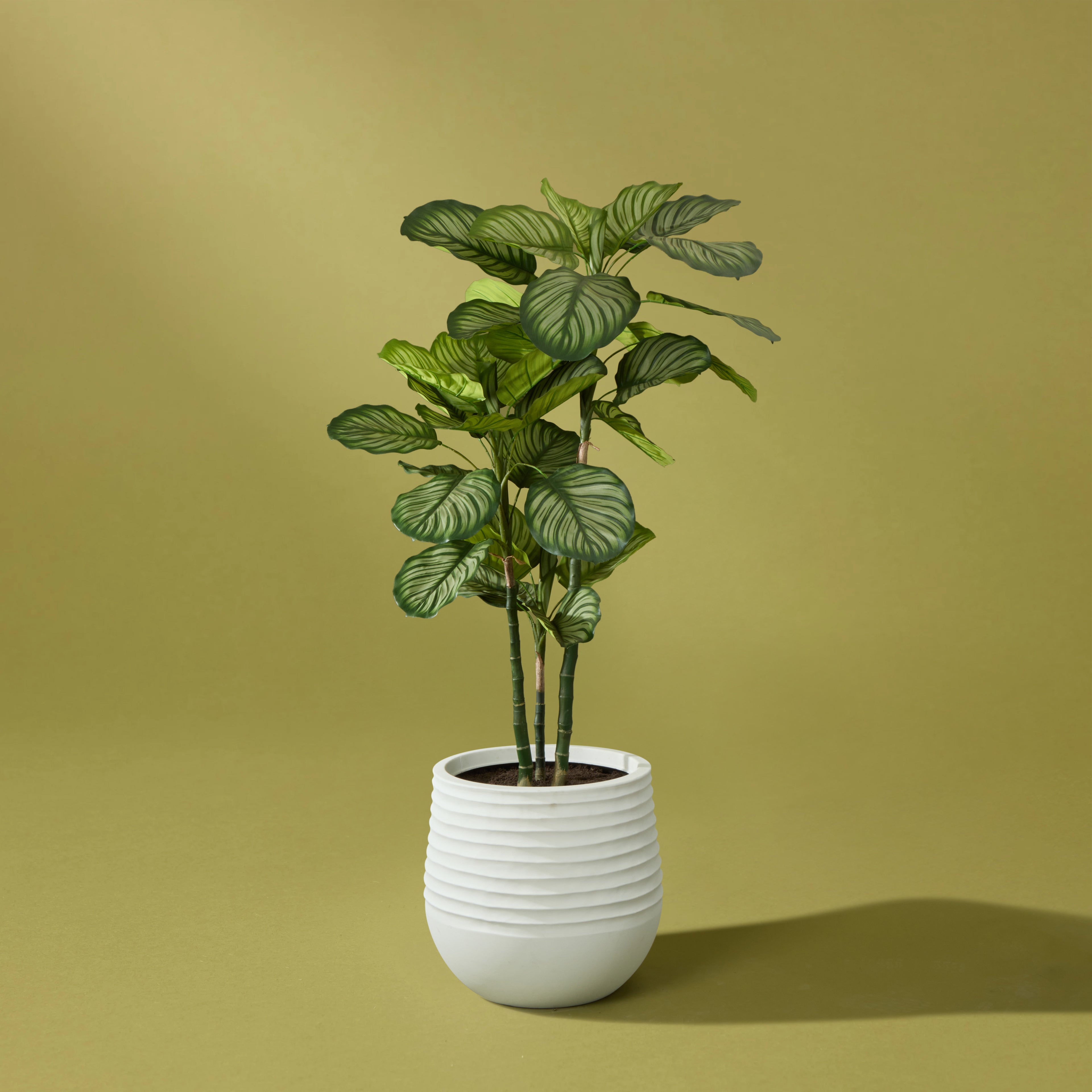 Faux Calathea Plant - Ryker Stonelite Planter | White - 177cm