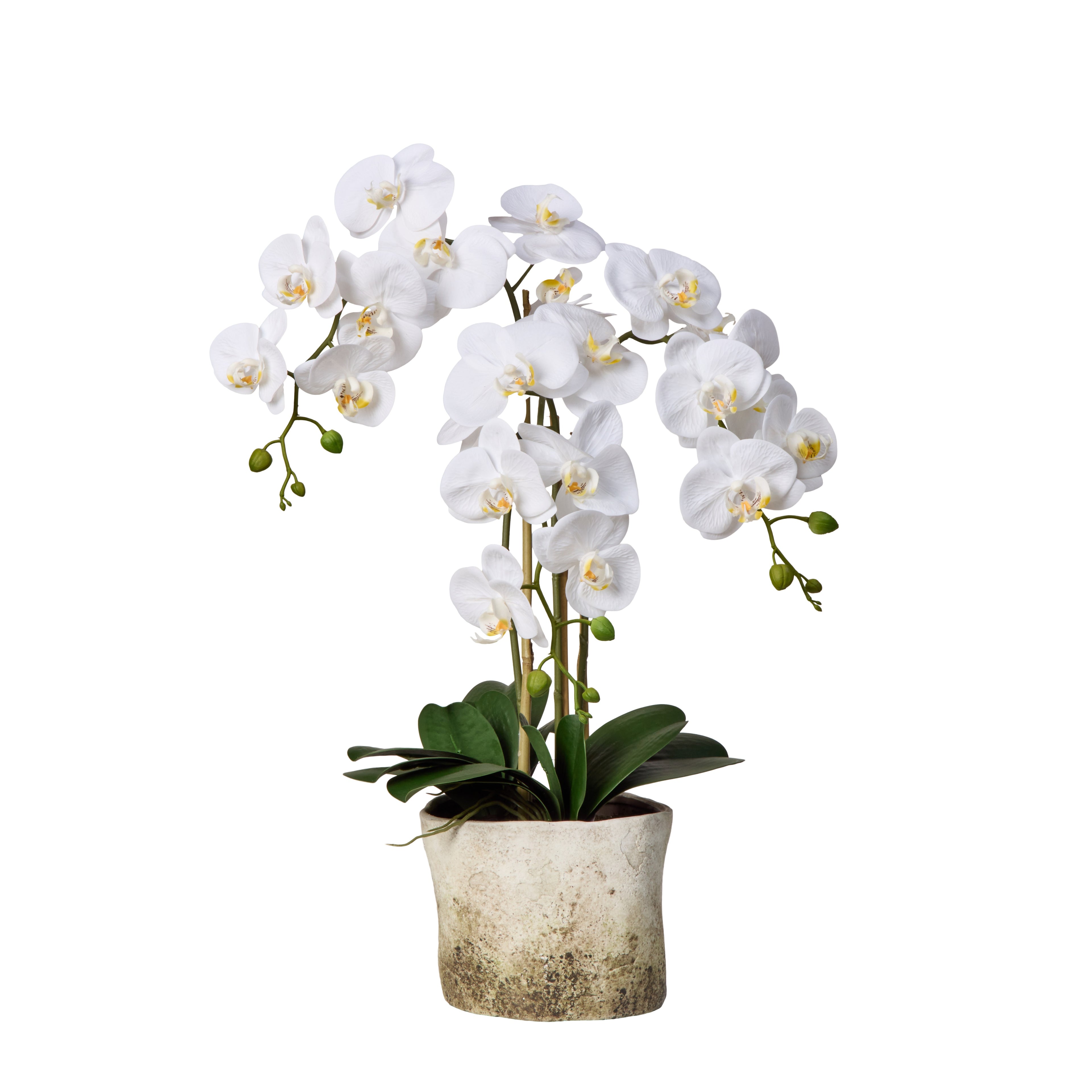 Faux Phalaenopsis Plant - Edith Pot| White - 65cm