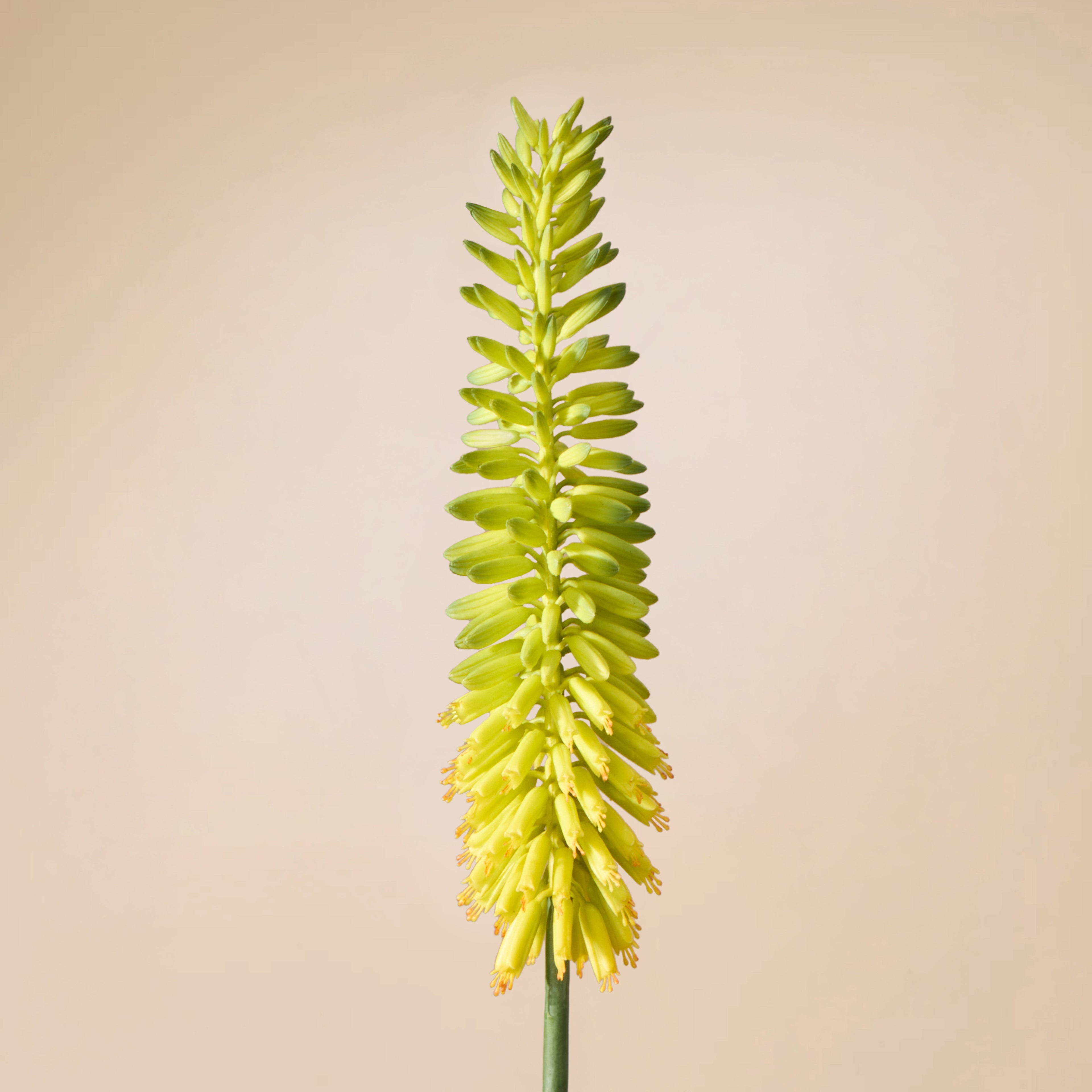 Faux Torch Lily Stem | Yellow - 87cm