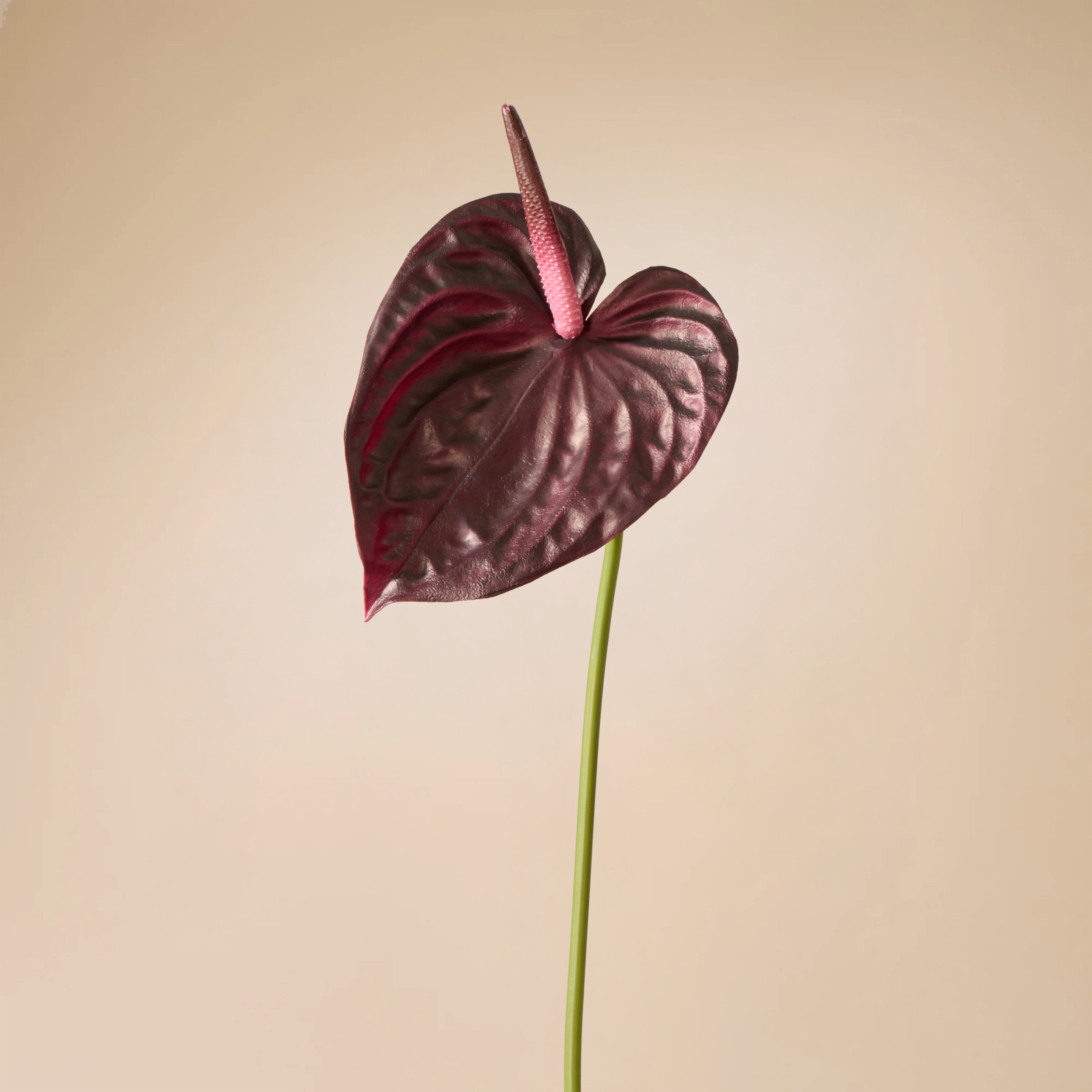 Faux Anthurium Stem | Burgundy - 69cm