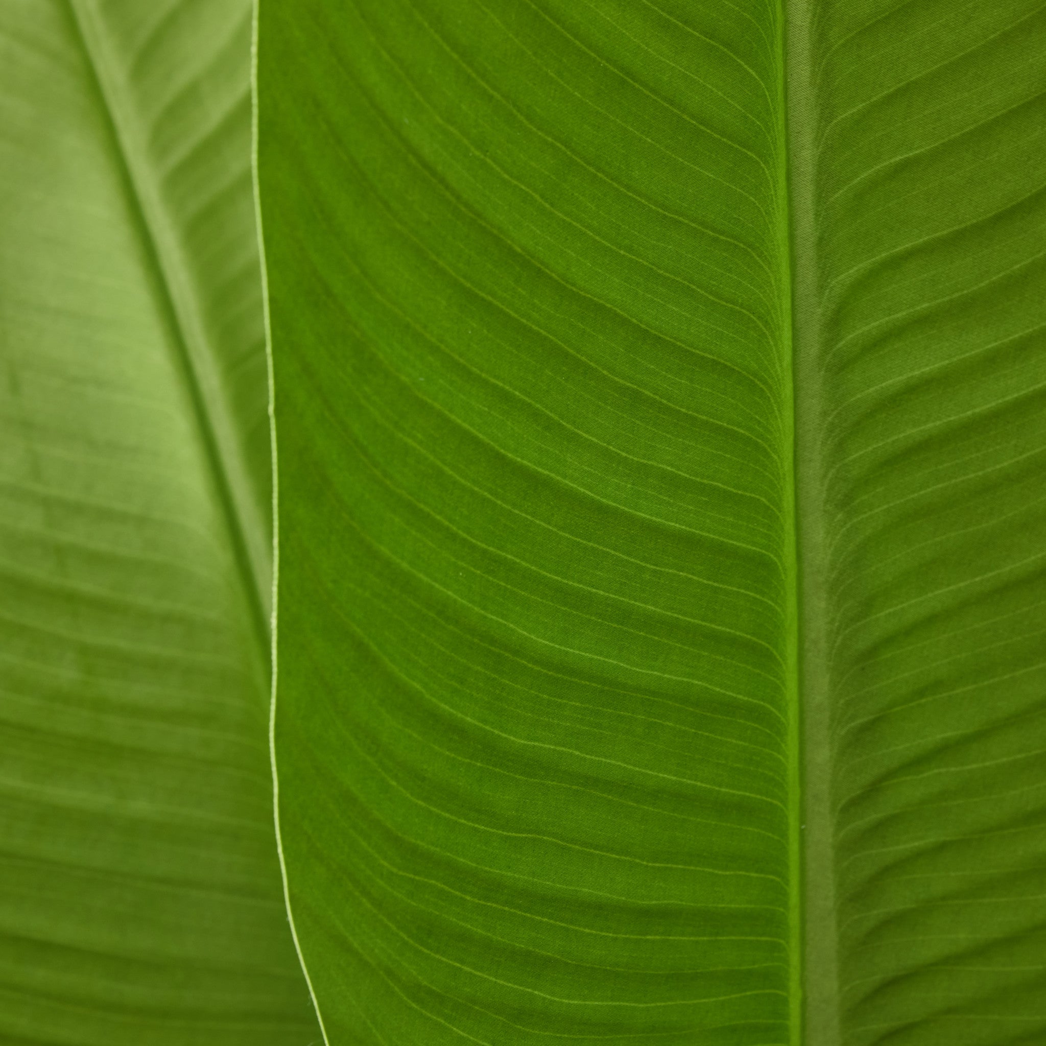 Faux Travellers Palm | 190cm