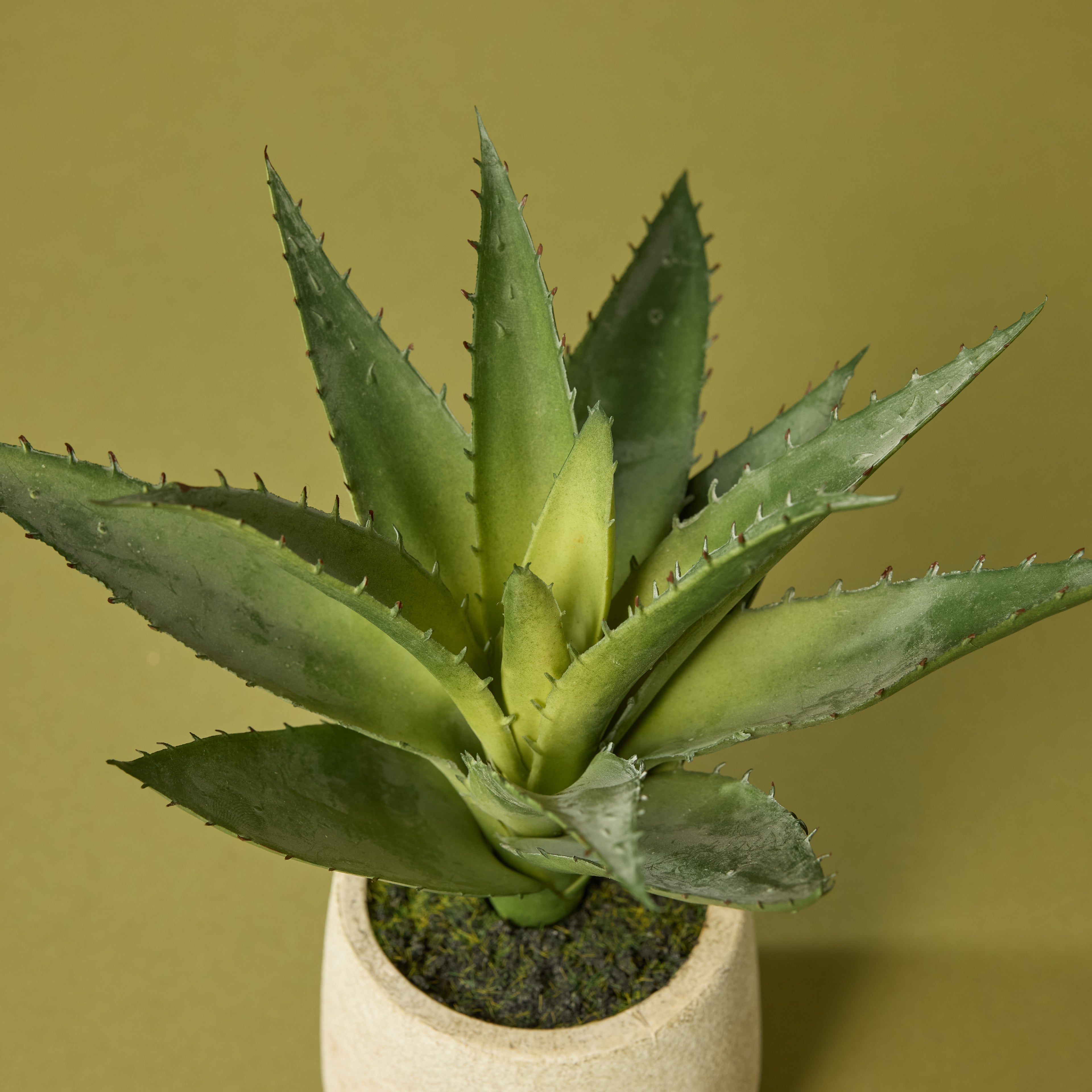 Faux Aloe Plant - Cream Pot | 23cm