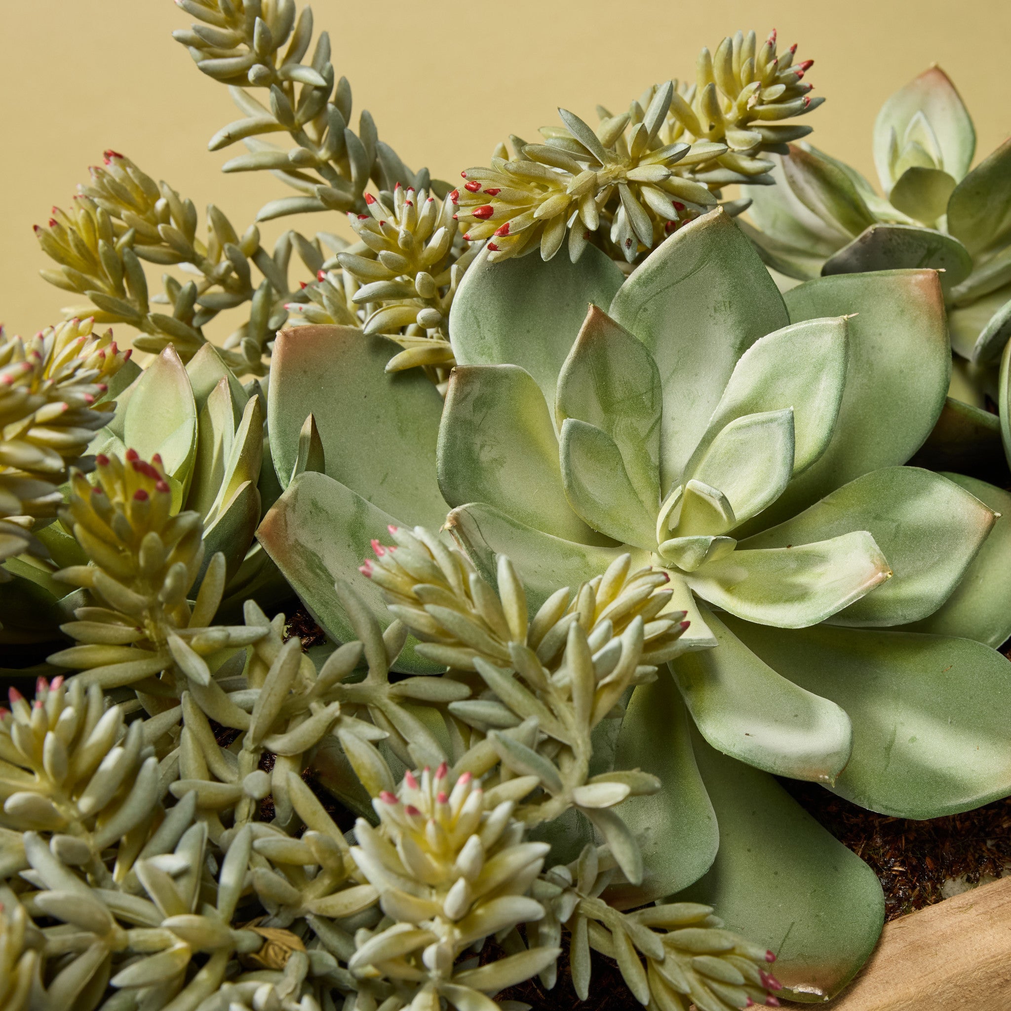 Faux Echeveria Succulent Garden Arrangement - Dansk Tray