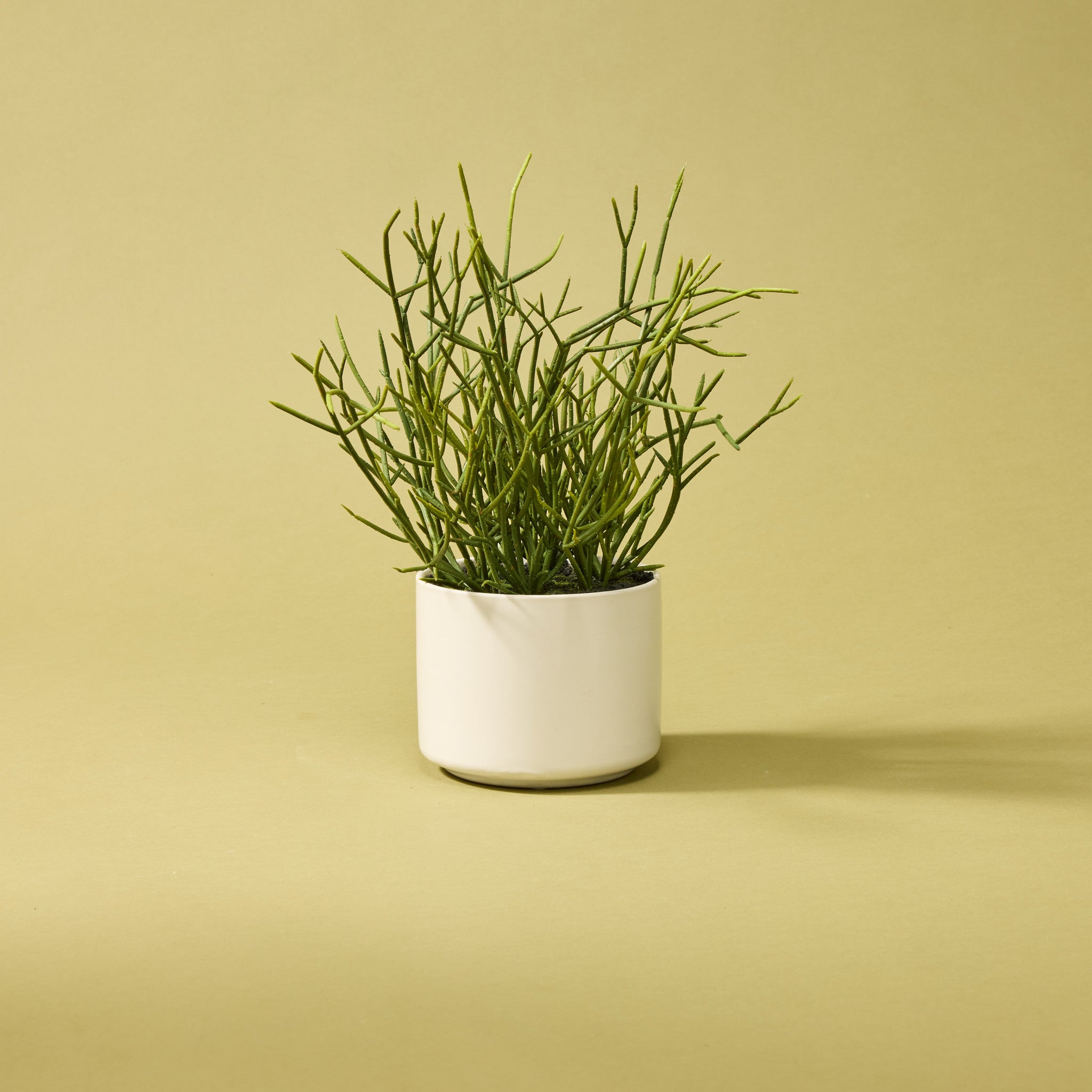 Faux Mistletoe Cactus - White Pot | 32cm