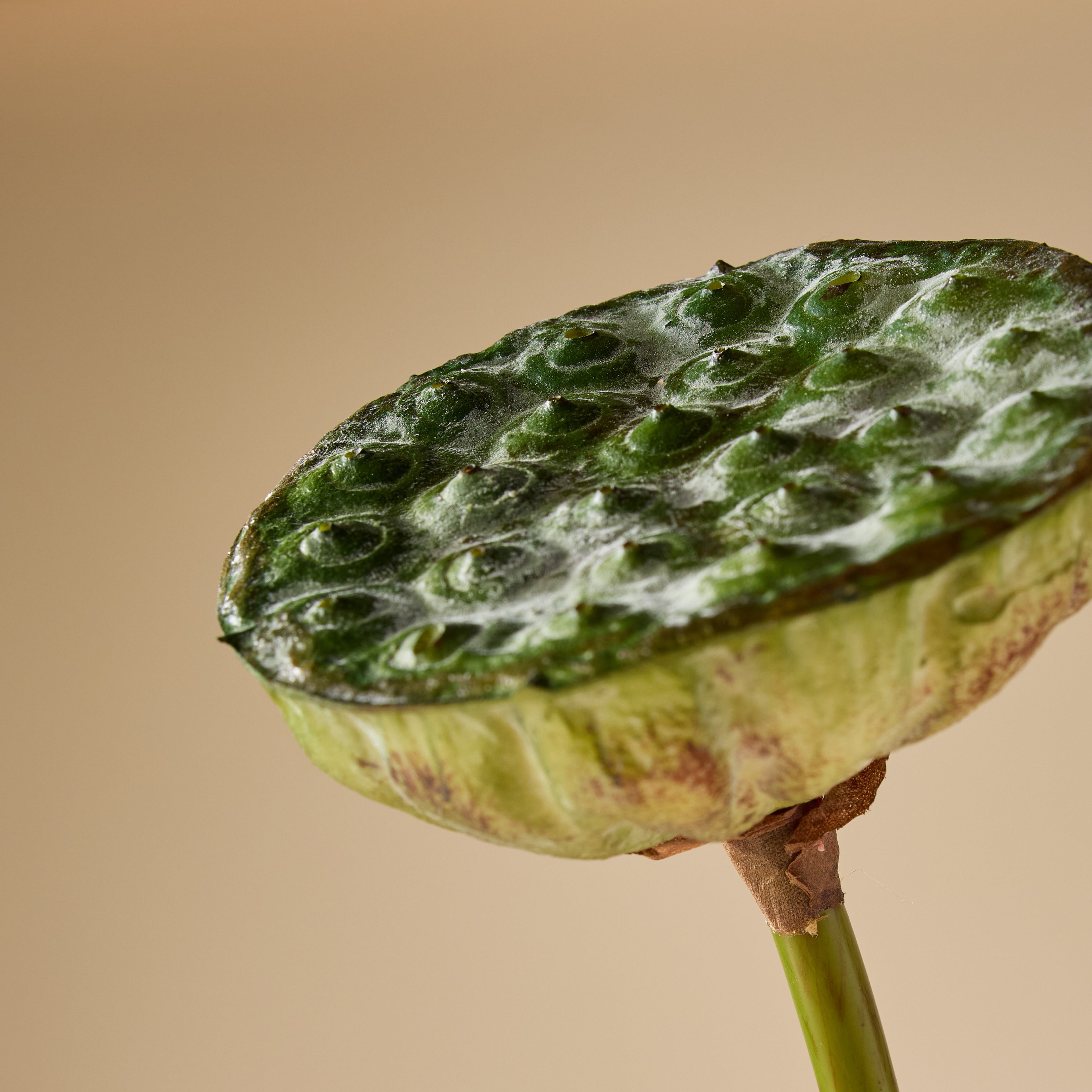 Faux Lotus Bud | Green - 76cm