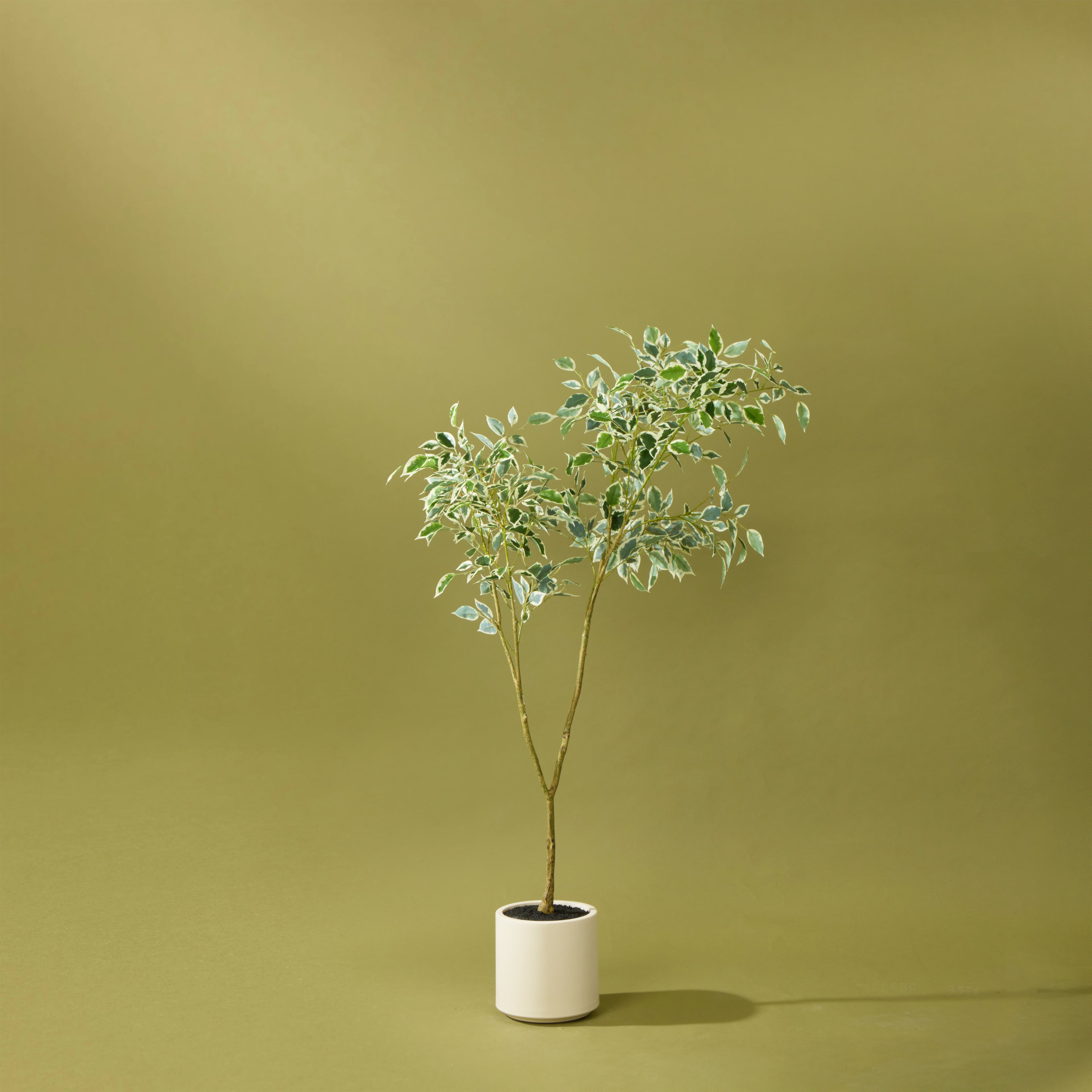 Faux Ficus Tree - White Pot | 150cm