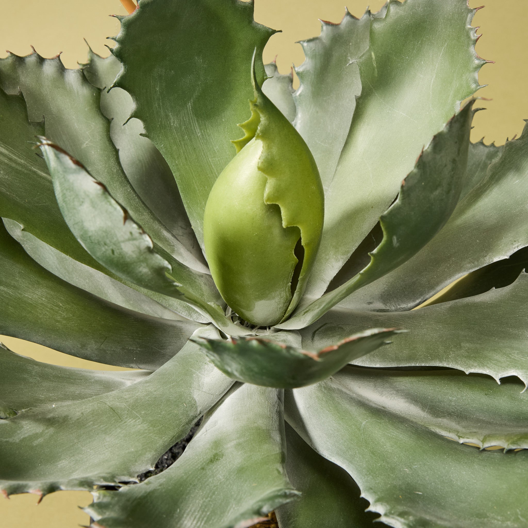 Faux Flowering Echeveria - Garden Pot | 62cm