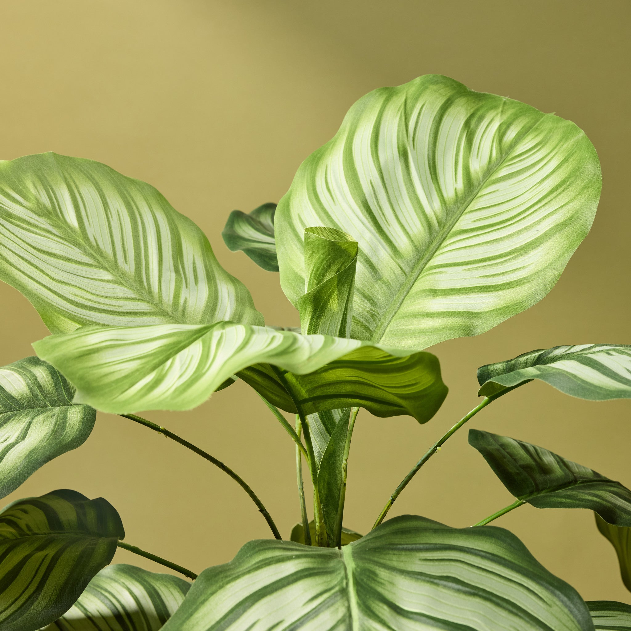 Faux Calathea Plant - Garden Pot | 152cm