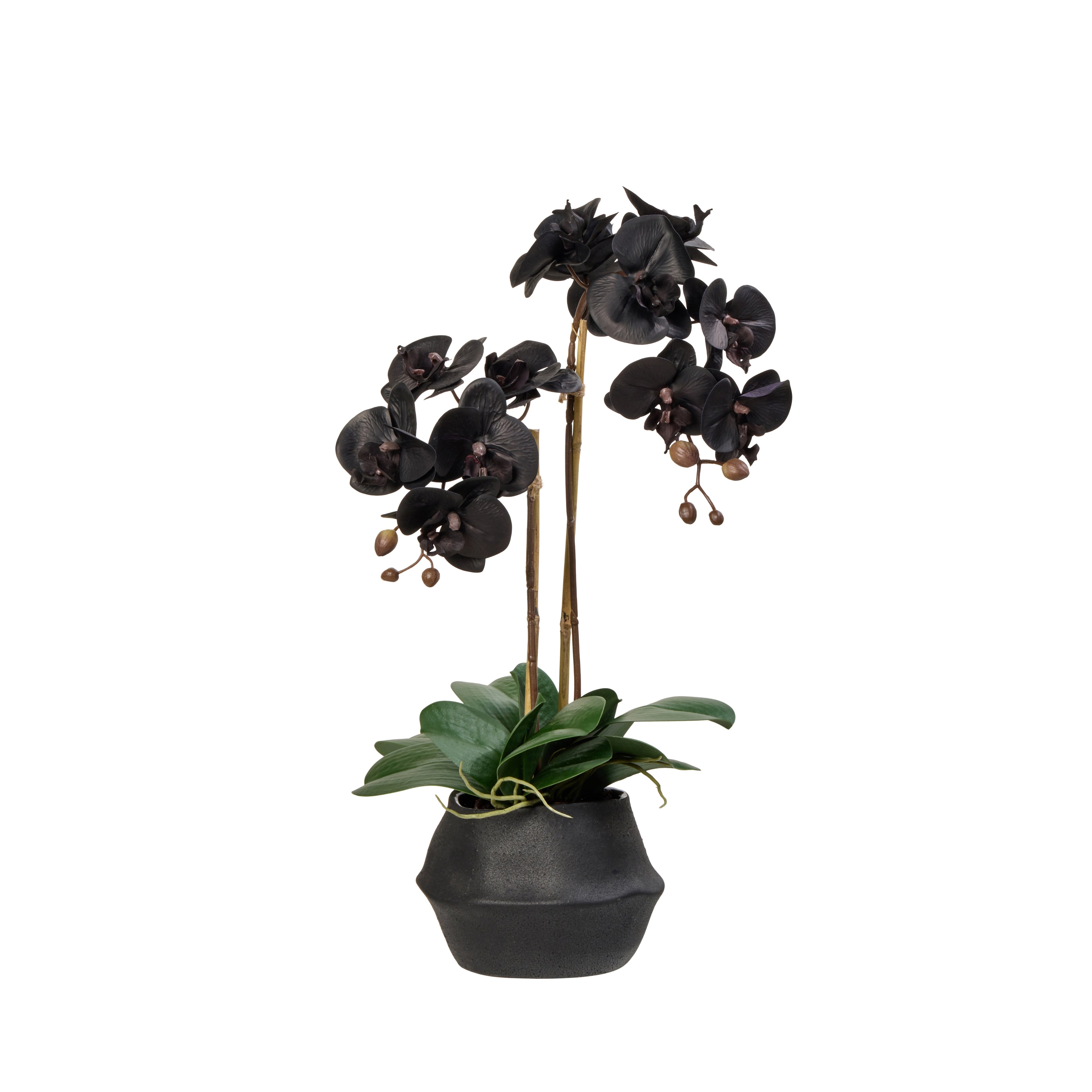 Faux Phalaenopsis Plant - Maliah Pot | Black - 48cm