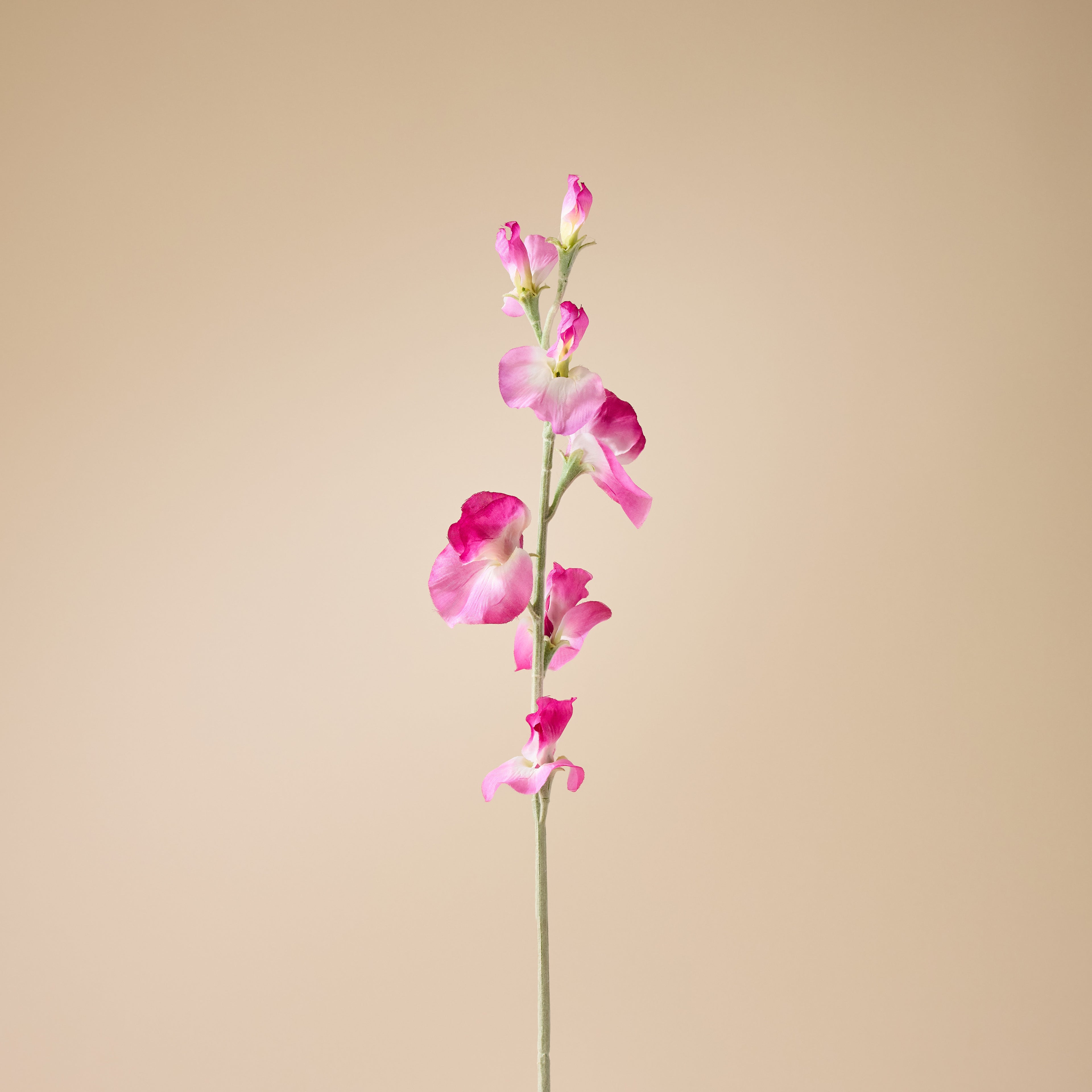 Faux Sweet Pea Spray | Pink - 64cm