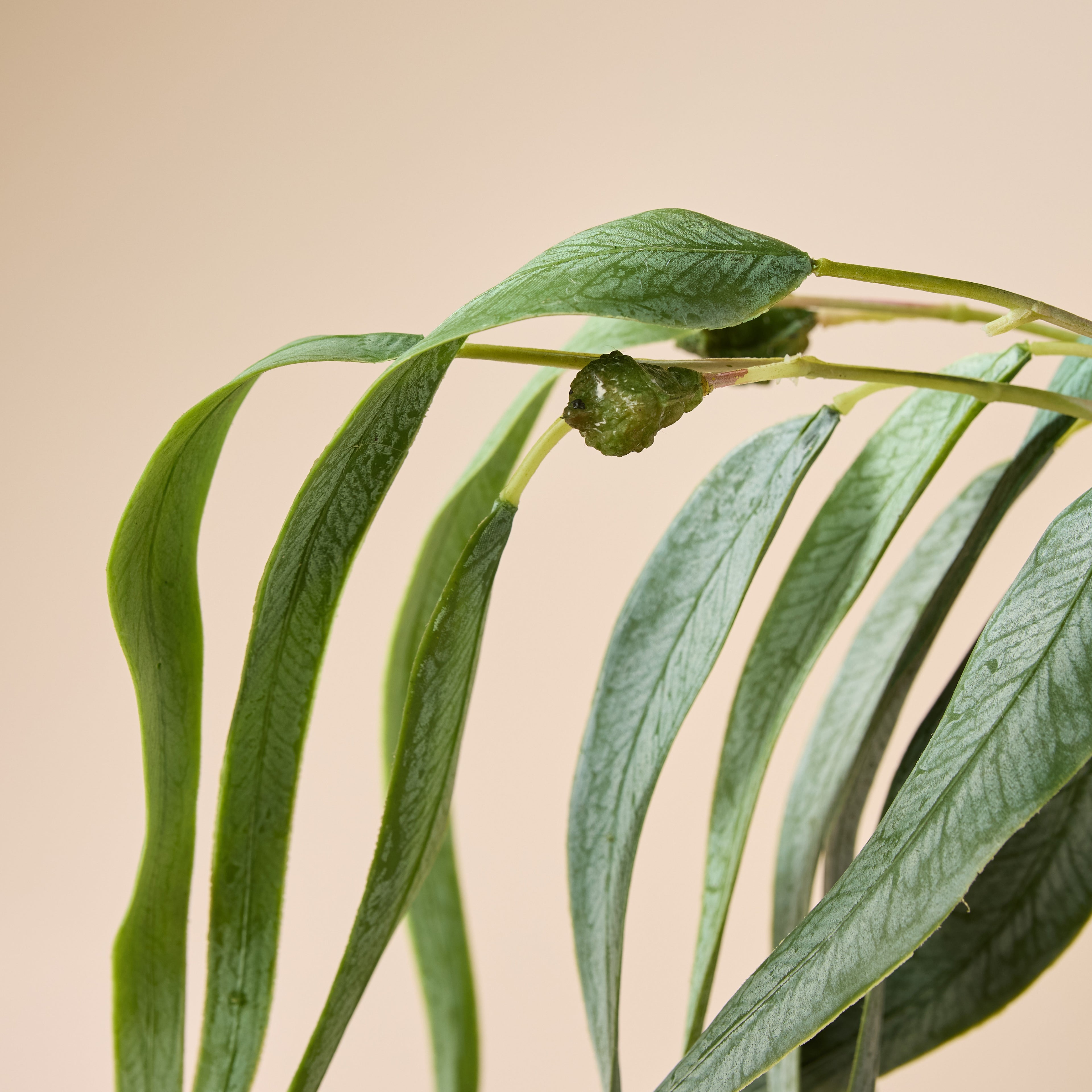 Faux Eucalyptus Gumnut Bunch | Green - 64cm