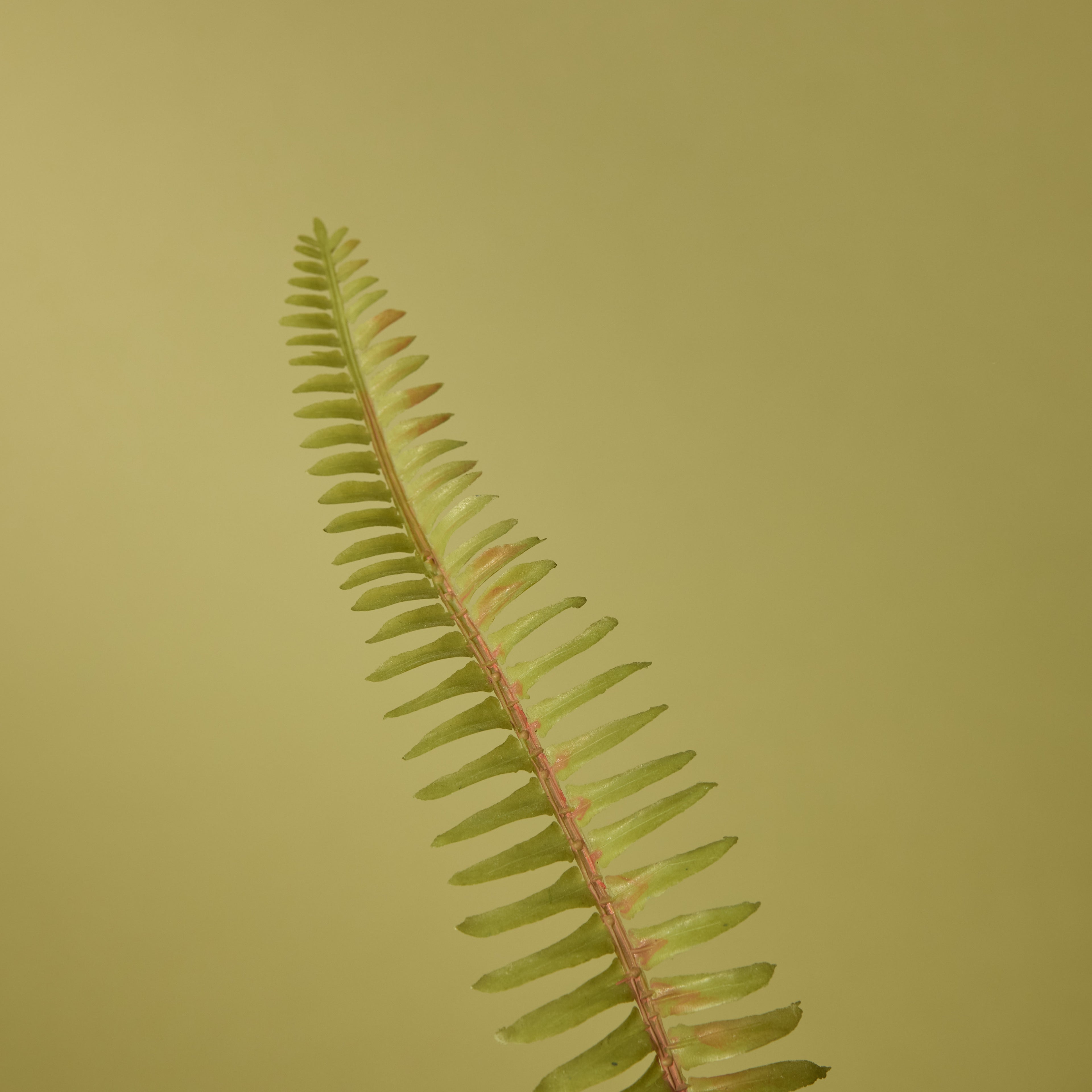 Faux Boston Fern - White Pot | 46cm