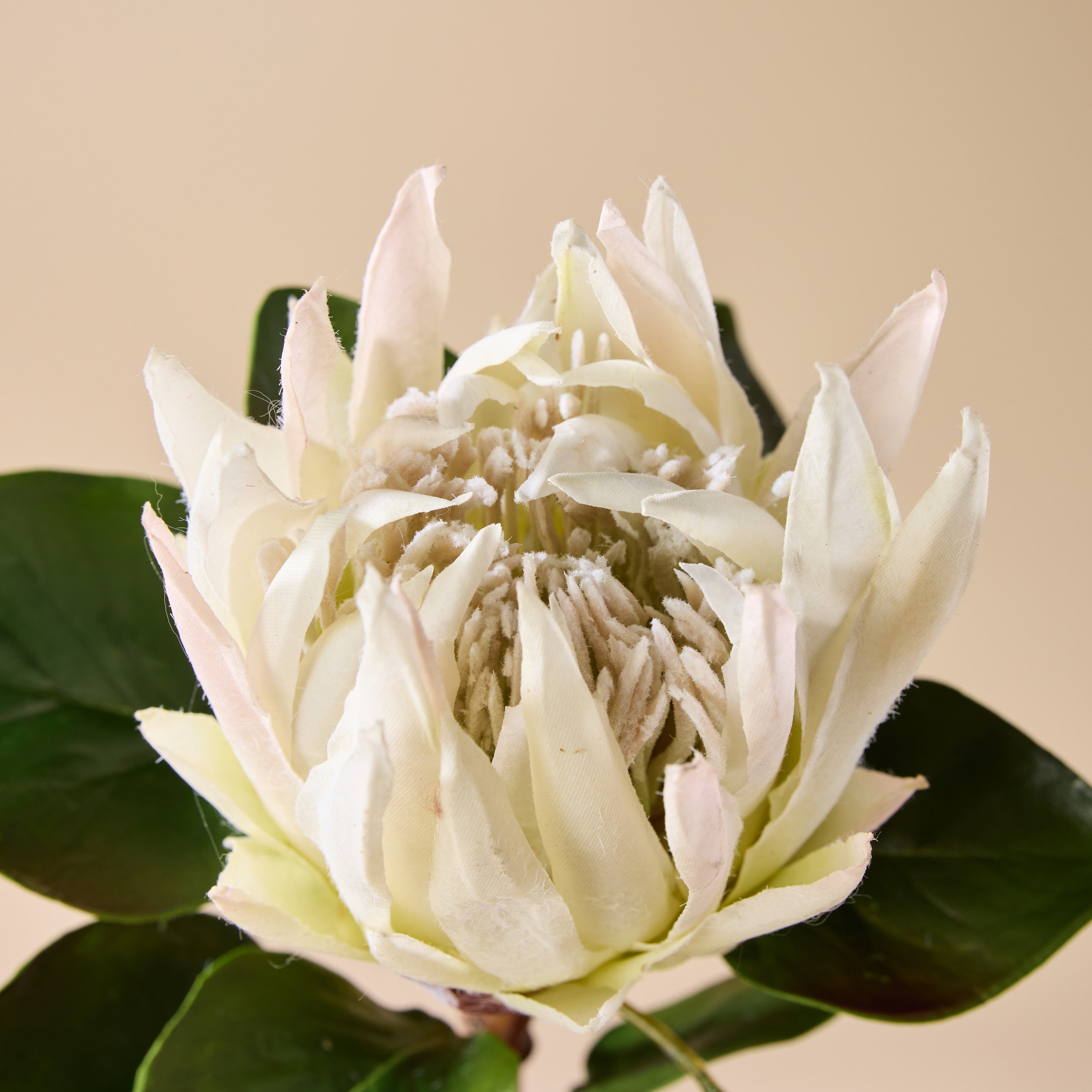 Faux King Protea Stem | White - 60cm