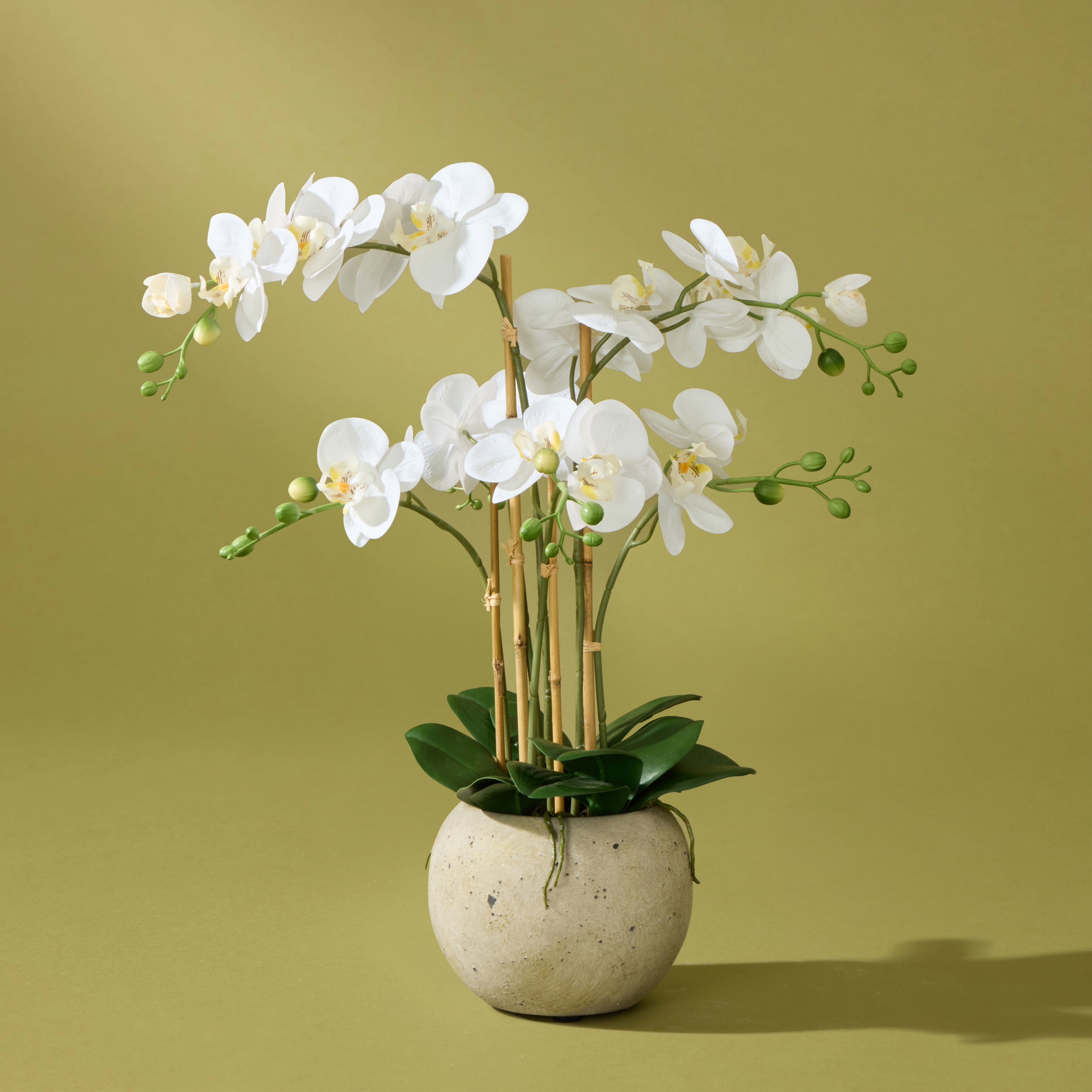 Faux Phalaenopsis Orchid - Cream Pot | 61cm