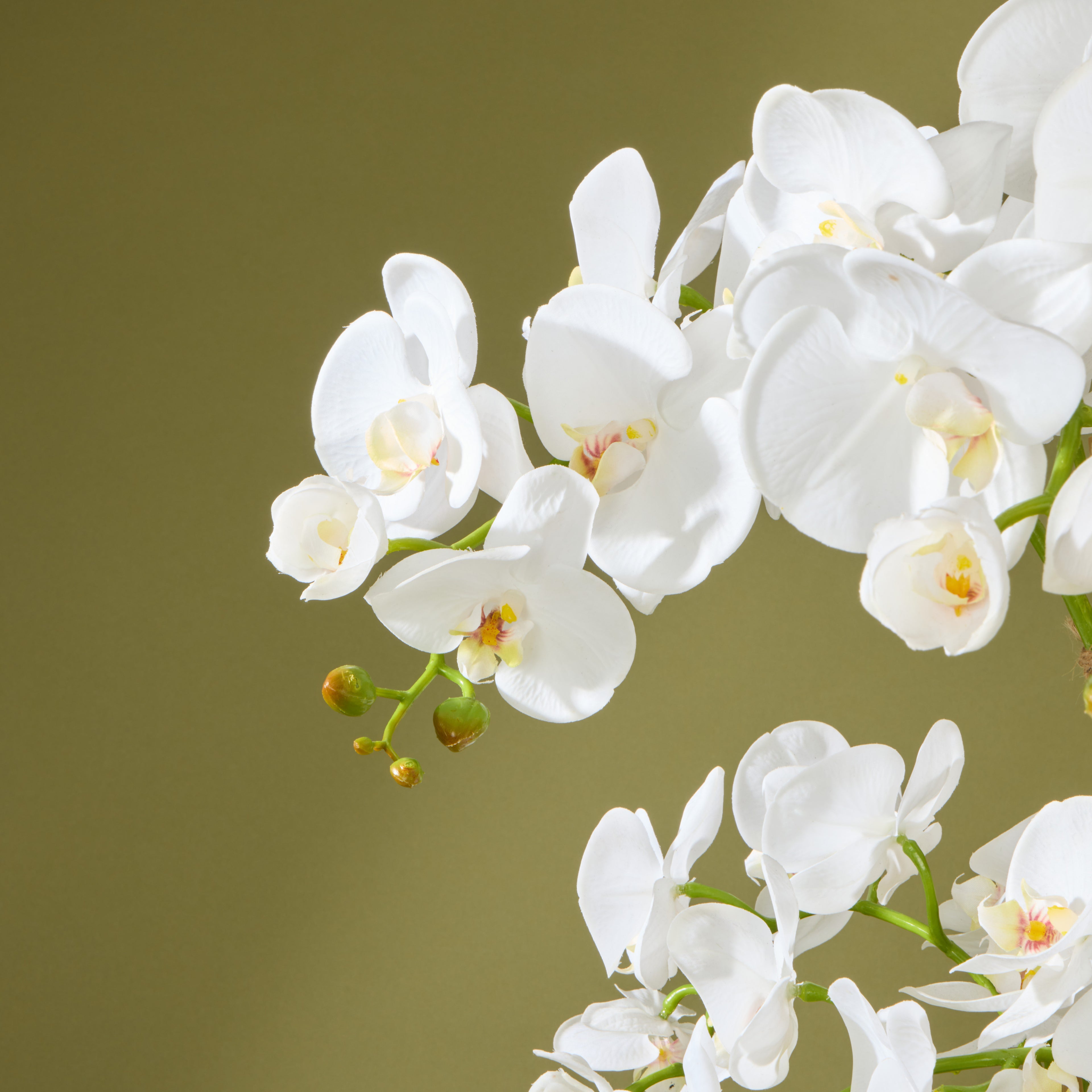 Faux Phalaenopsis Orchid and Ferns - Nimes Footed Bowl | 79cm