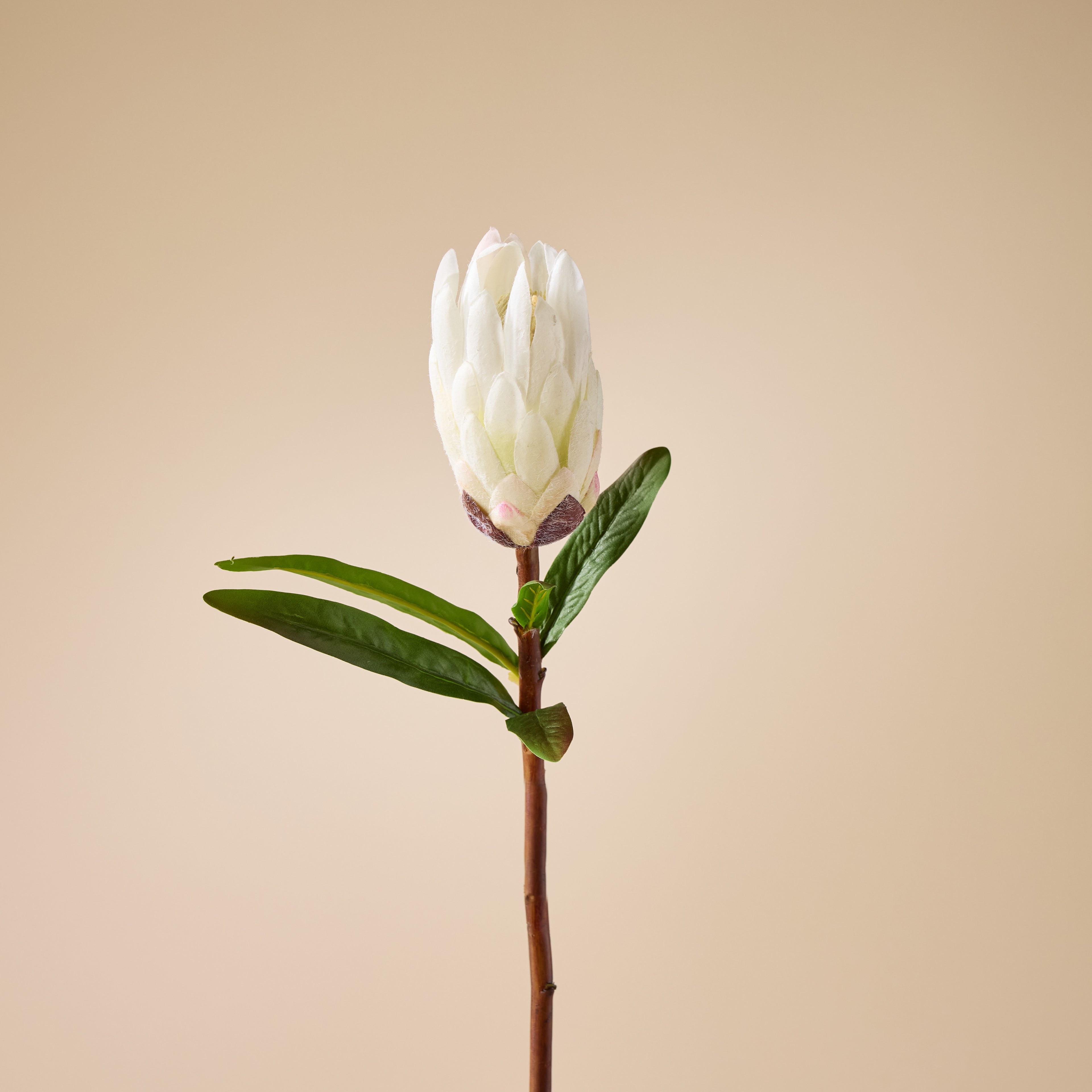 Faux Flocked Protea Stem | White - 61cm
