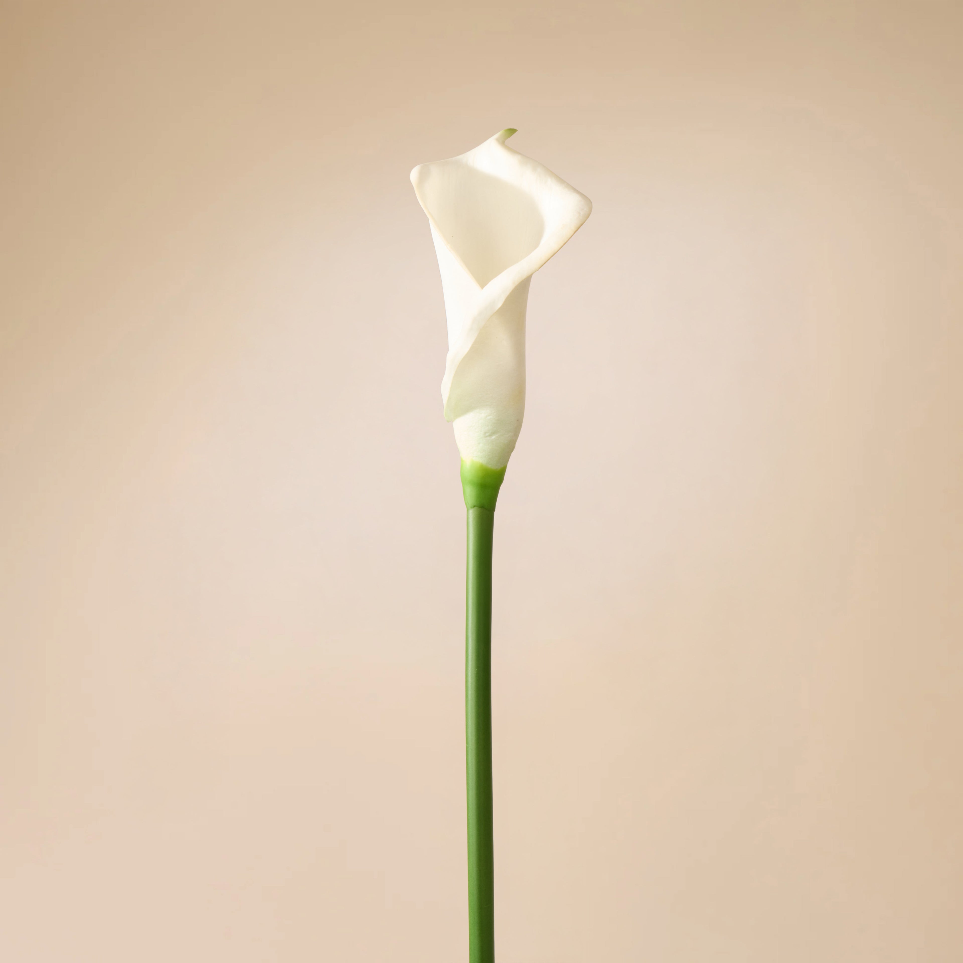 Faux Calla Lily Stem | White - 64cm