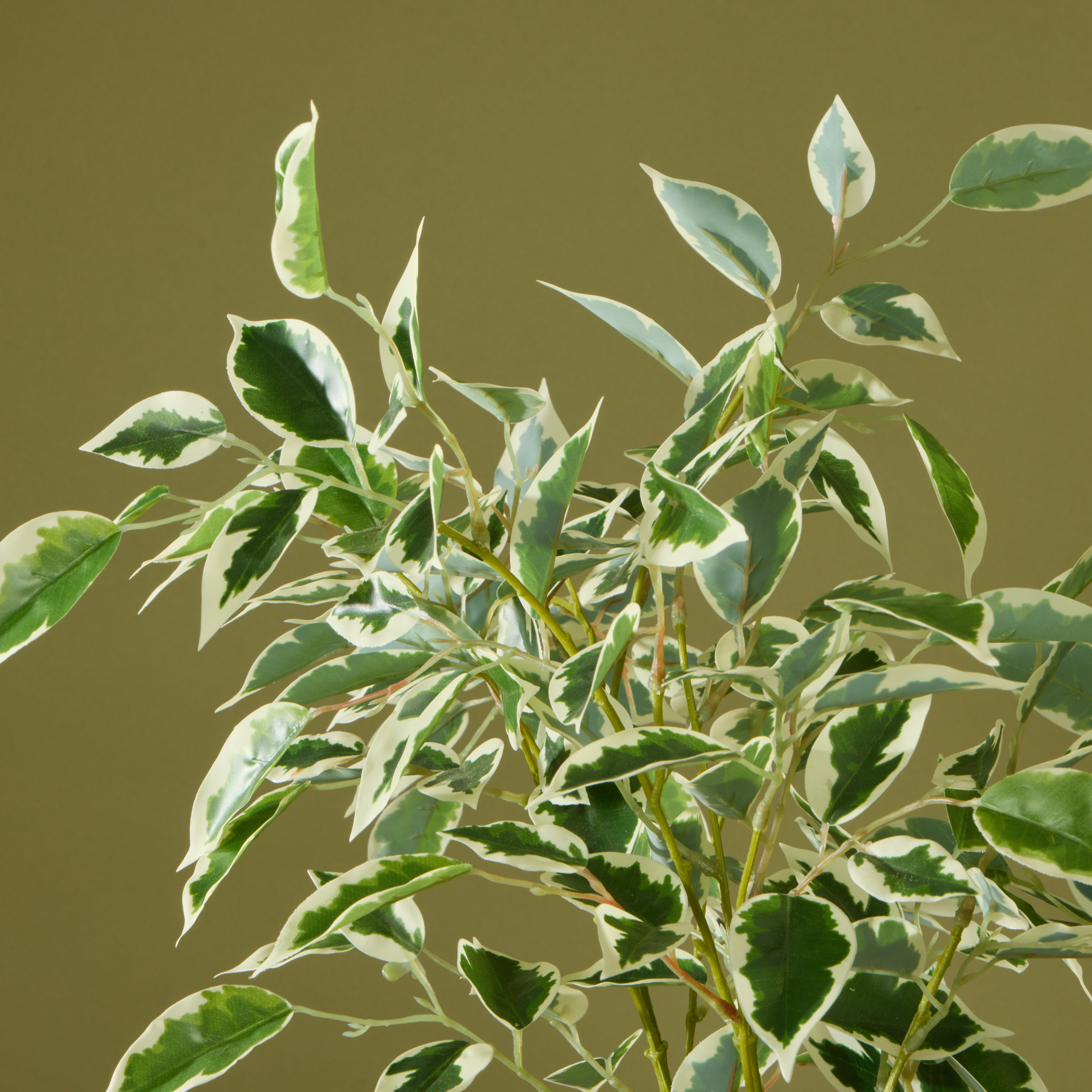 Faux Ficus Tree - White Pot | 150cm