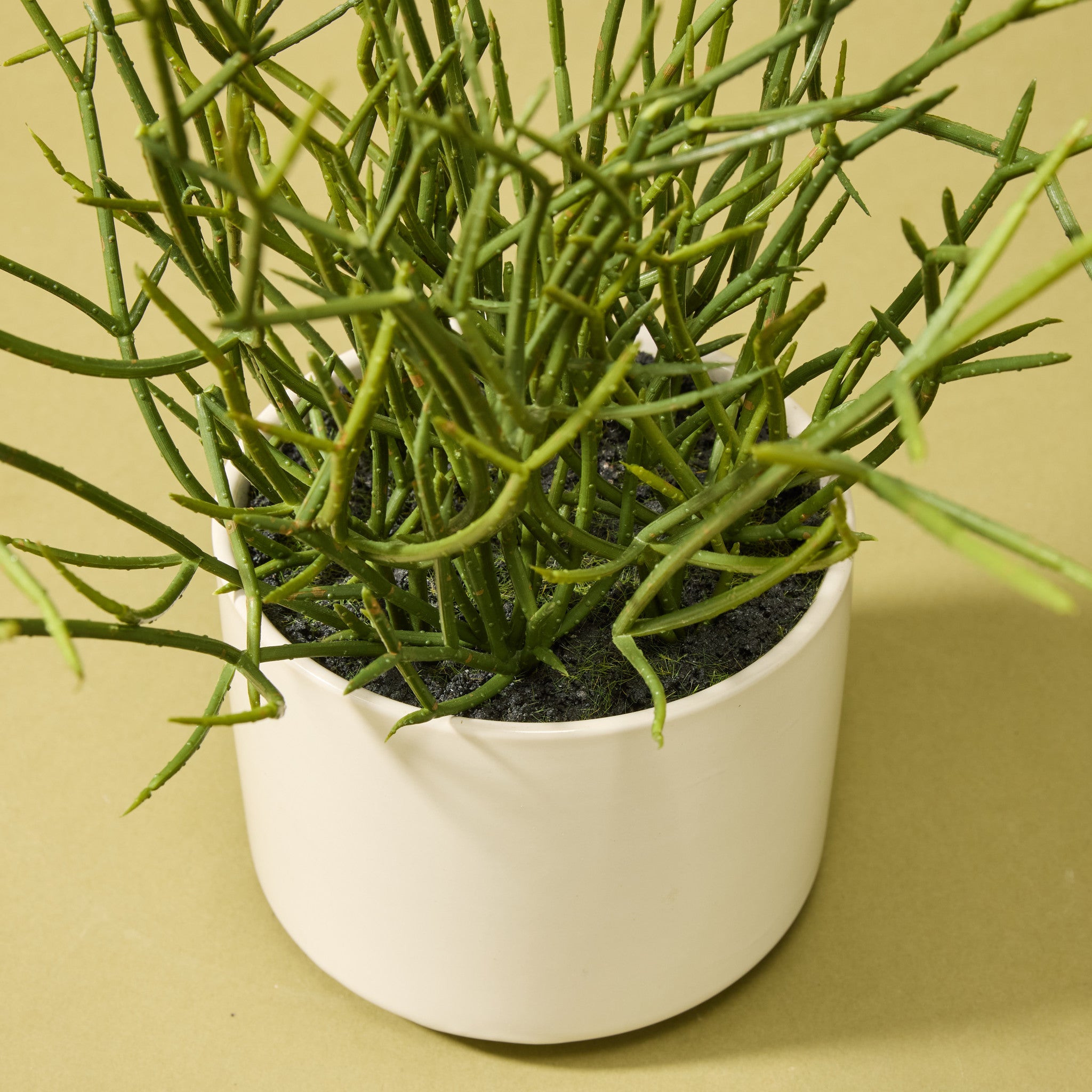 Faux Mistletoe Cactus - White Pot | 32cm