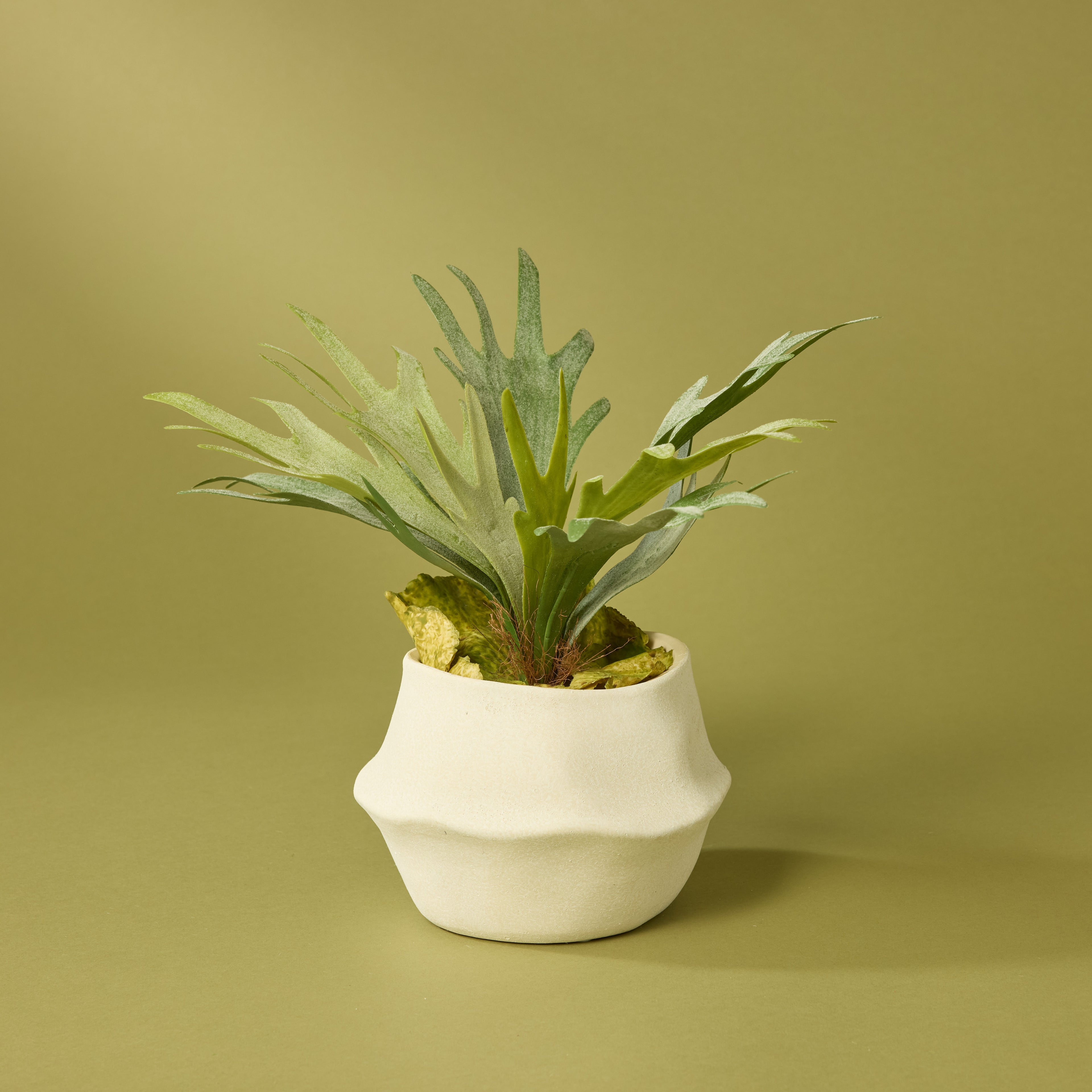 Faux Staghorn Fern - Maliah Wide Pot | Cream - 27cm