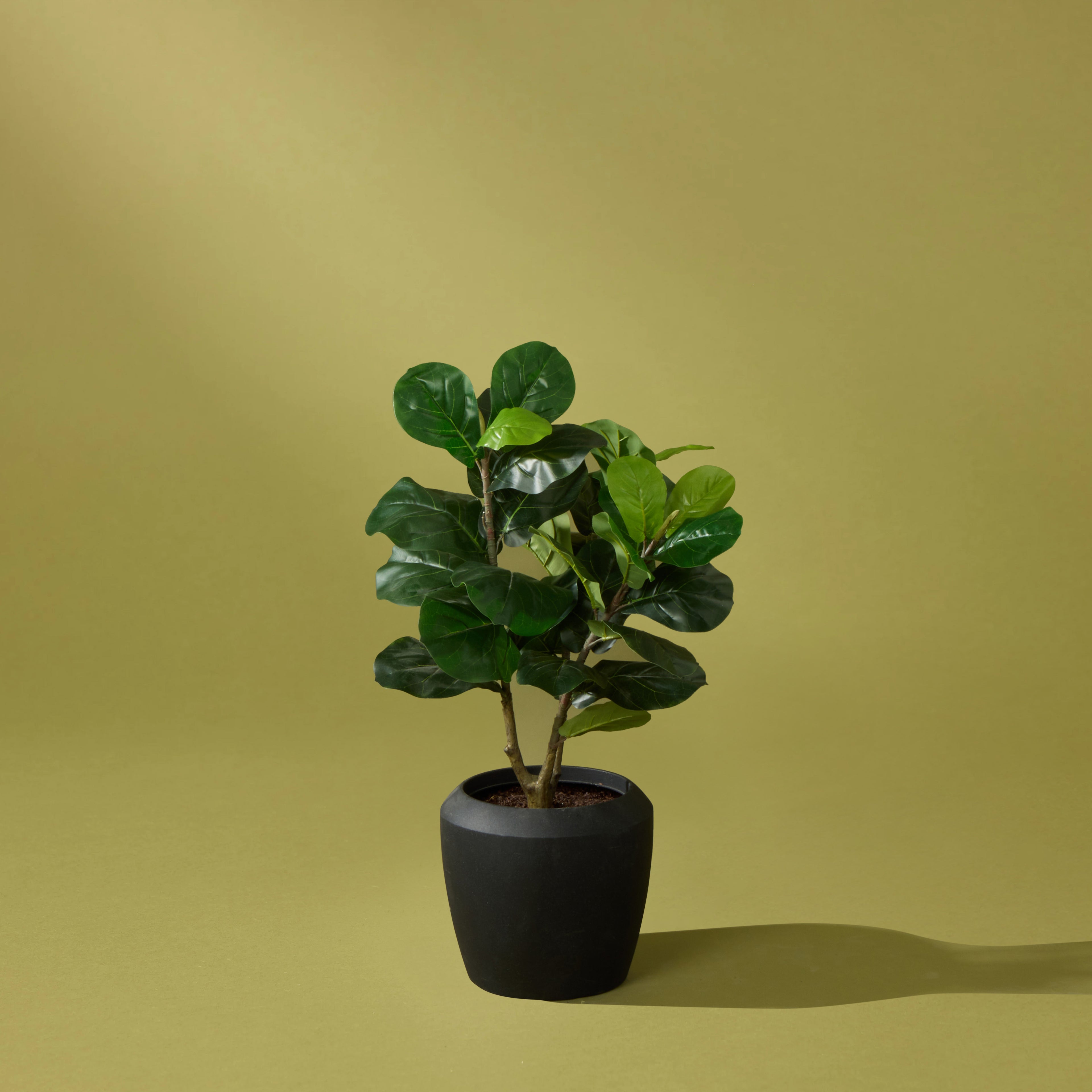 Faux Giant Fiddle Plant - Vienna Planter | Black - 100cm