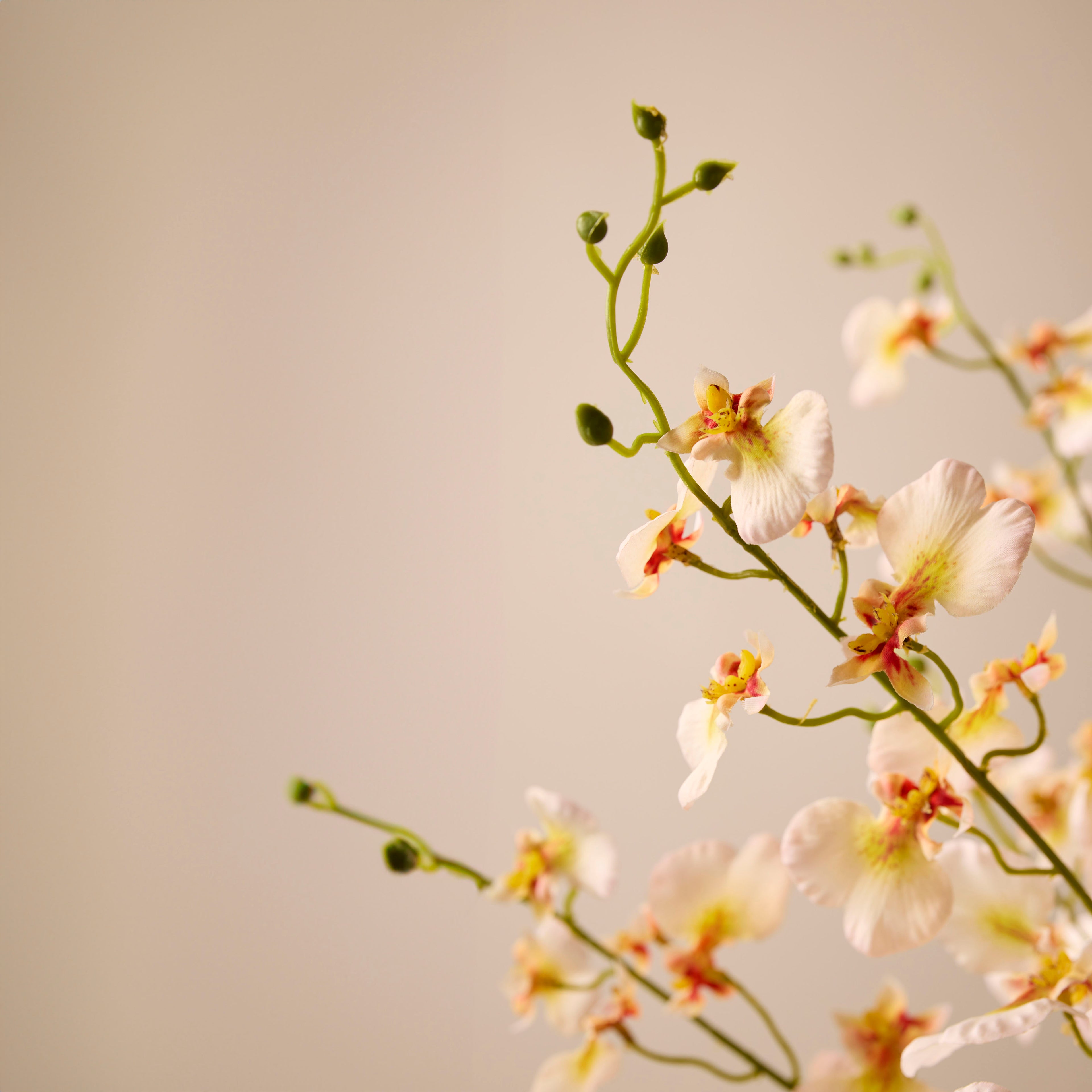 Faux Dancing Orchids - Rachel Vase | Cream - 57cm